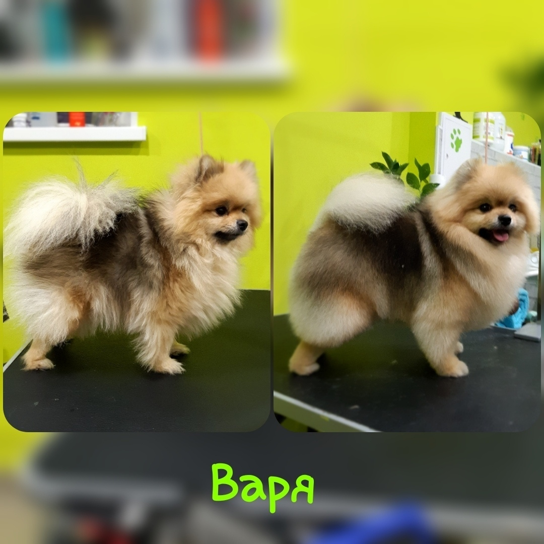 Уход за шпицом в домашних условиях. НРОО КЦ "Собаковод"