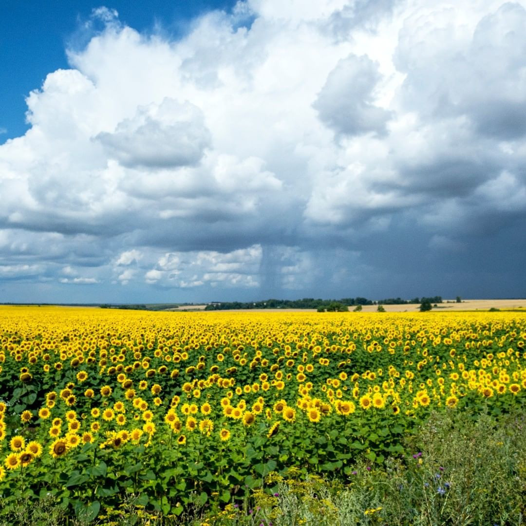 На переднем плане пейзажа - поле подсолнухов, Сверху - небо. Слева синее, Справа драматические облака. От белых до тёмно-синих с дождём.