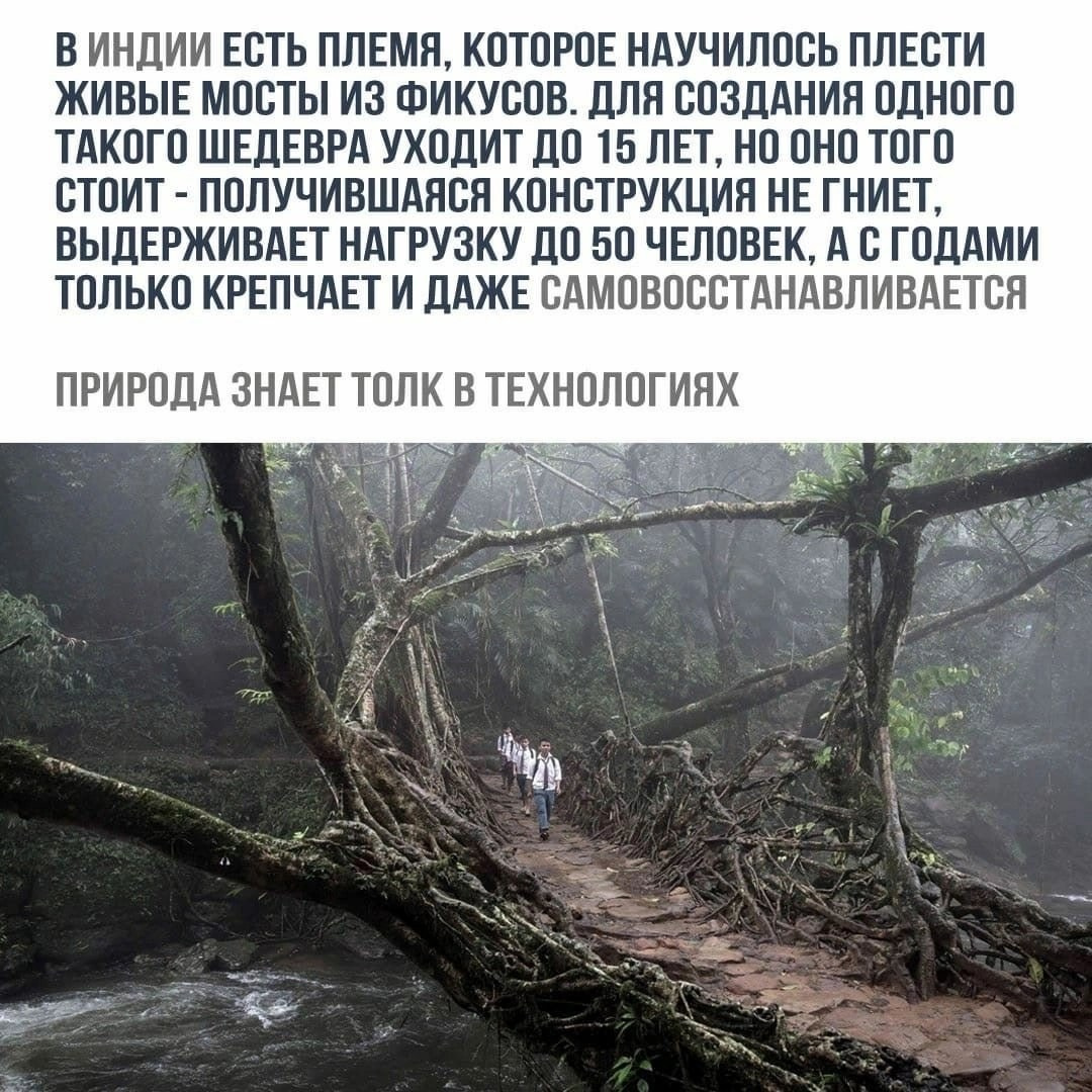 Синрин-йоку. Марина Рыбкина — Глубинная психология