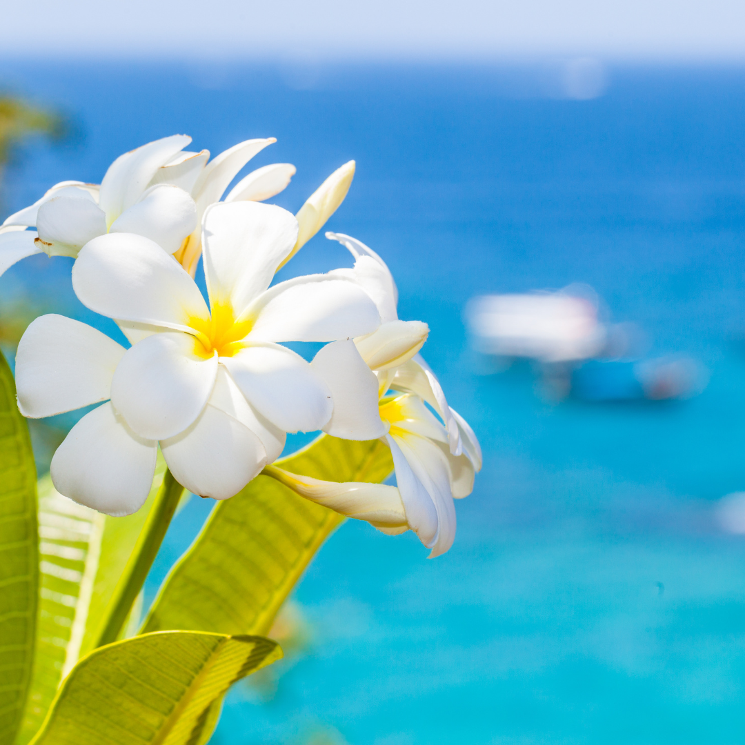 Уникальные ароматы. Индивидуальный аромат для свечей. Свечи и саше из гипса. PARFDESIGN — премиальные аромасвечи, свечи-цветы, аромадиффузоры и аромасаше под вашим брендом под ключ. Производство от 2-х дней