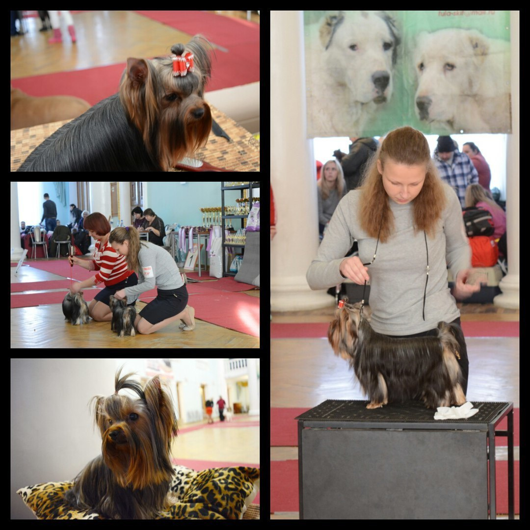2016 г Результаты выставок. Питомник Йоркширских терьеров Дэнстайл в Санкт-Петербурге заводчик Тих