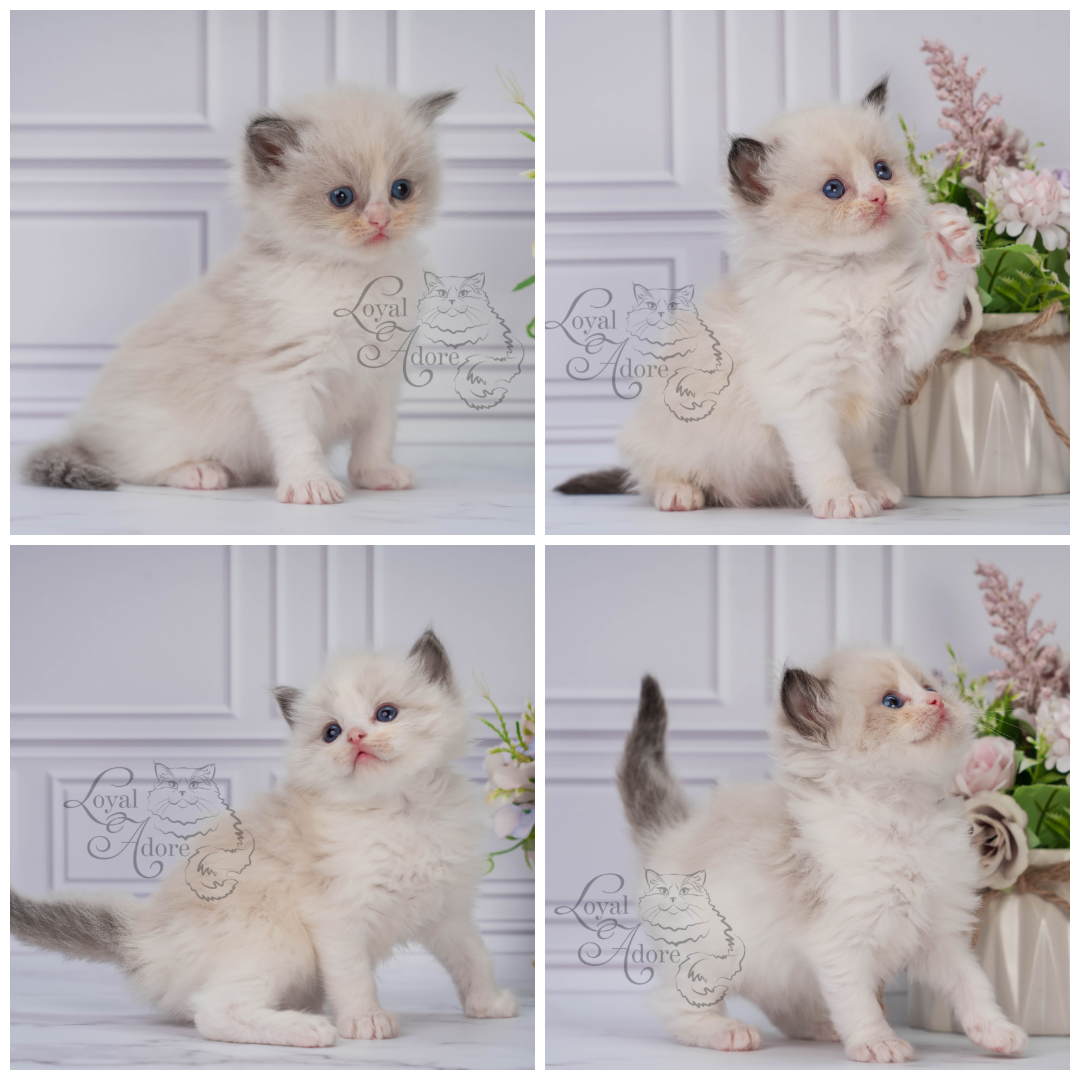Котята рэгдолл от Loyal Adore. Питомник рэгдолл Loyal Adore