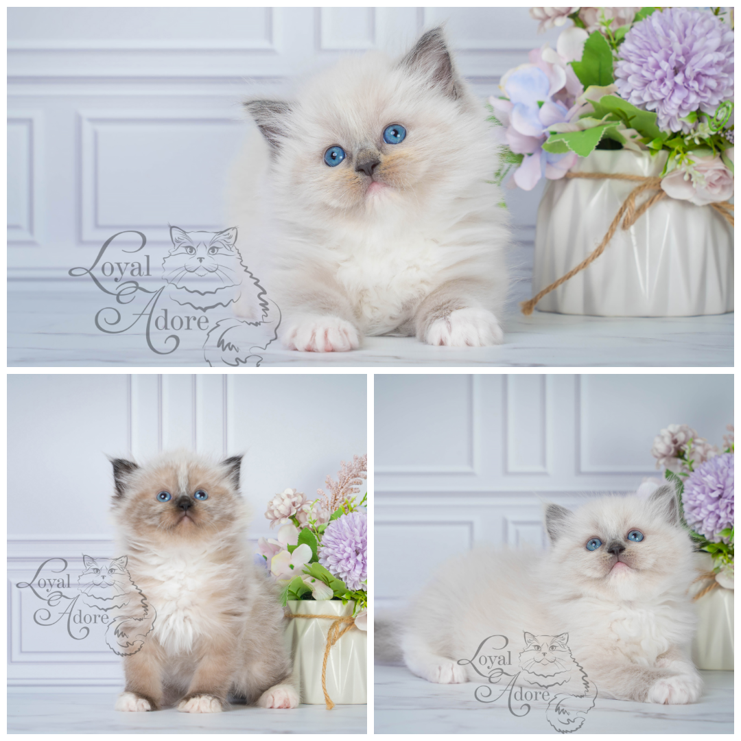 Все свободные котята. Питомник рэгдолл Loyal Adore