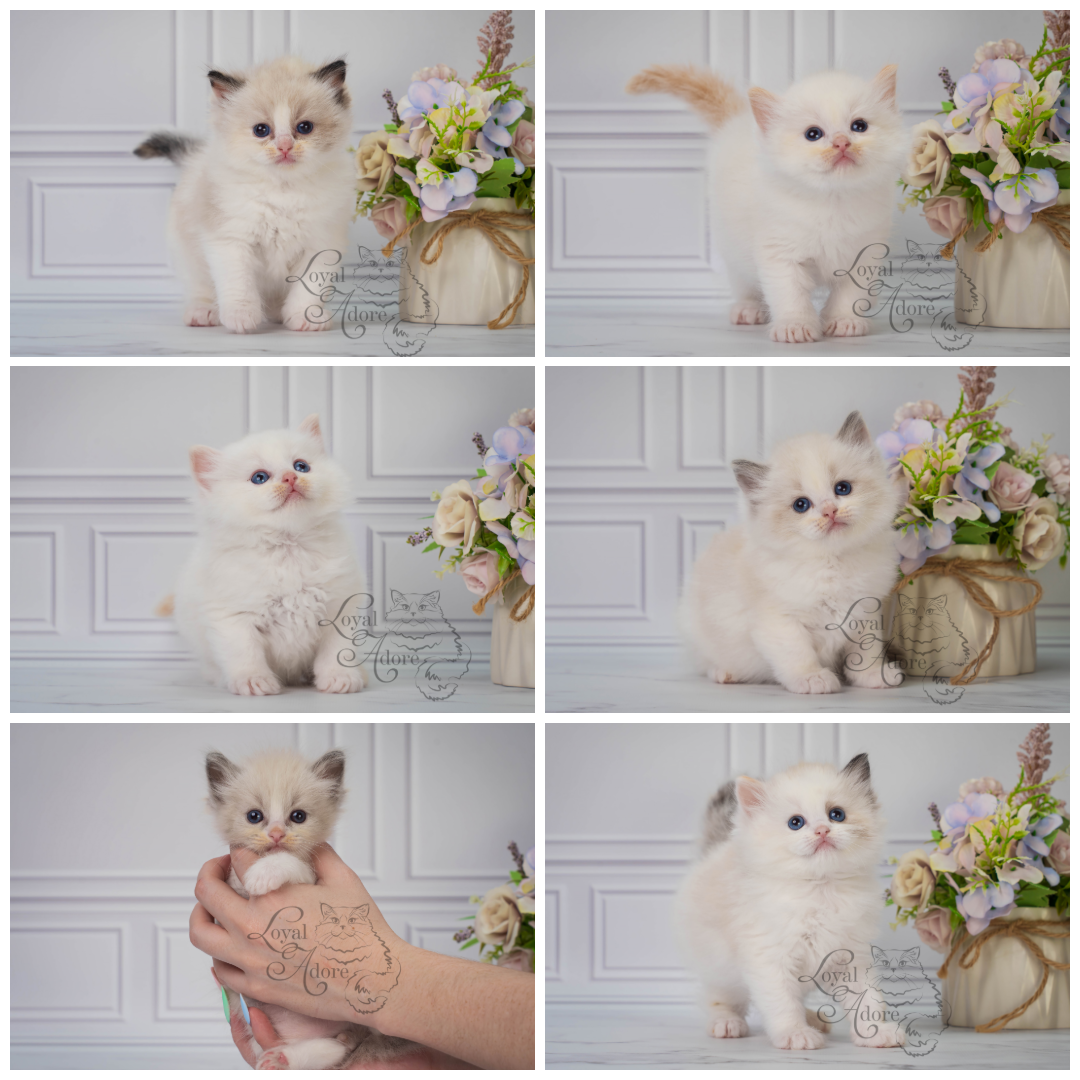 Все свободные котята. Питомник рэгдолл Loyal Adore