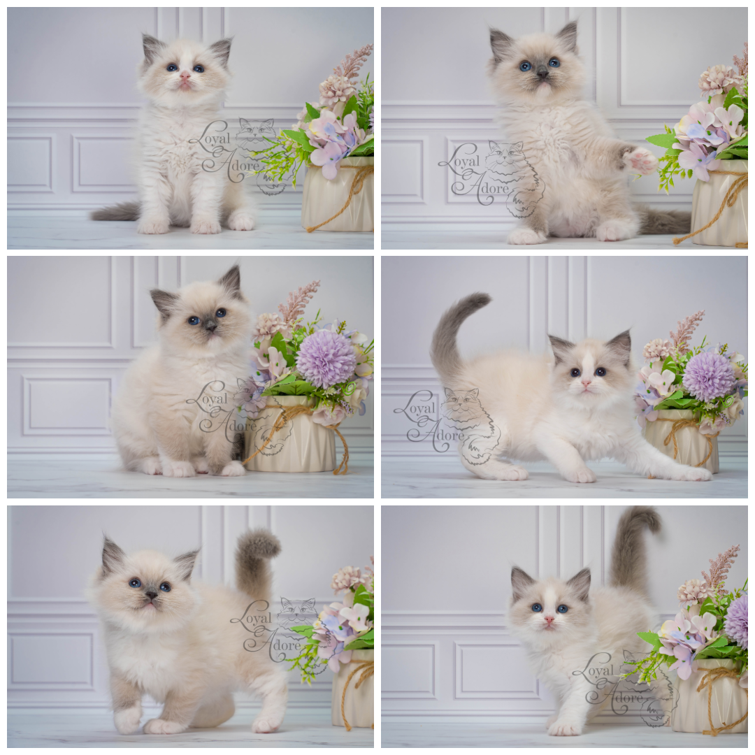 Все свободные котята. Питомник рэгдолл Loyal Adore