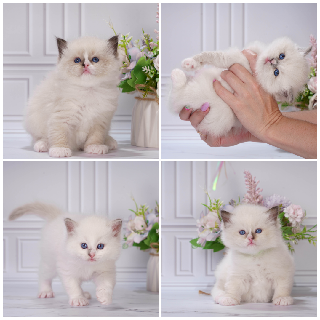Котята рэгдолл от Loyal Adore. Питомник рэгдолл Loyal Adore