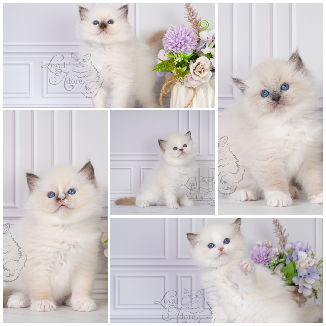 Все свободные котята. Питомник рэгдолл Loyal Adore