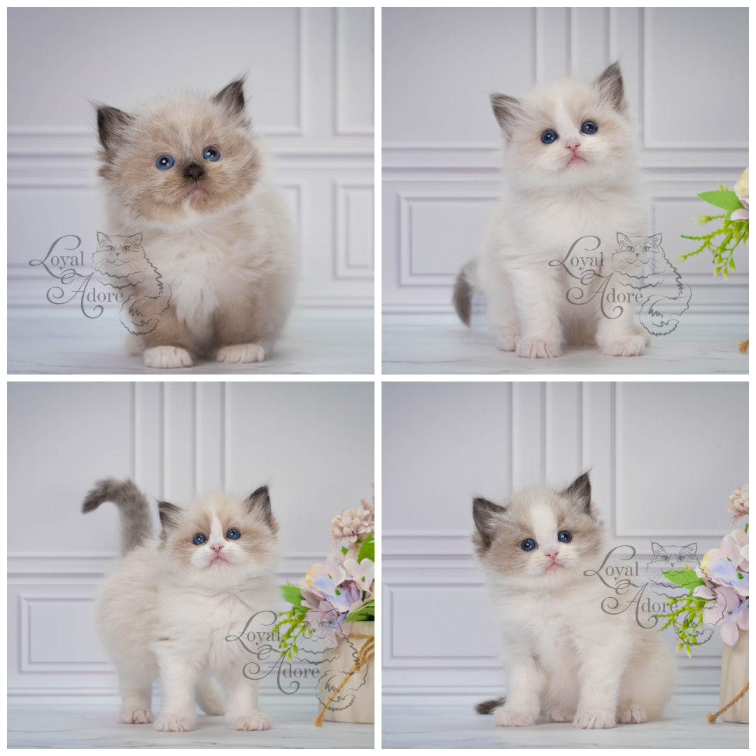 Котята рэгдолл от Loyal Adore. Питомник рэгдолл Loyal Adore