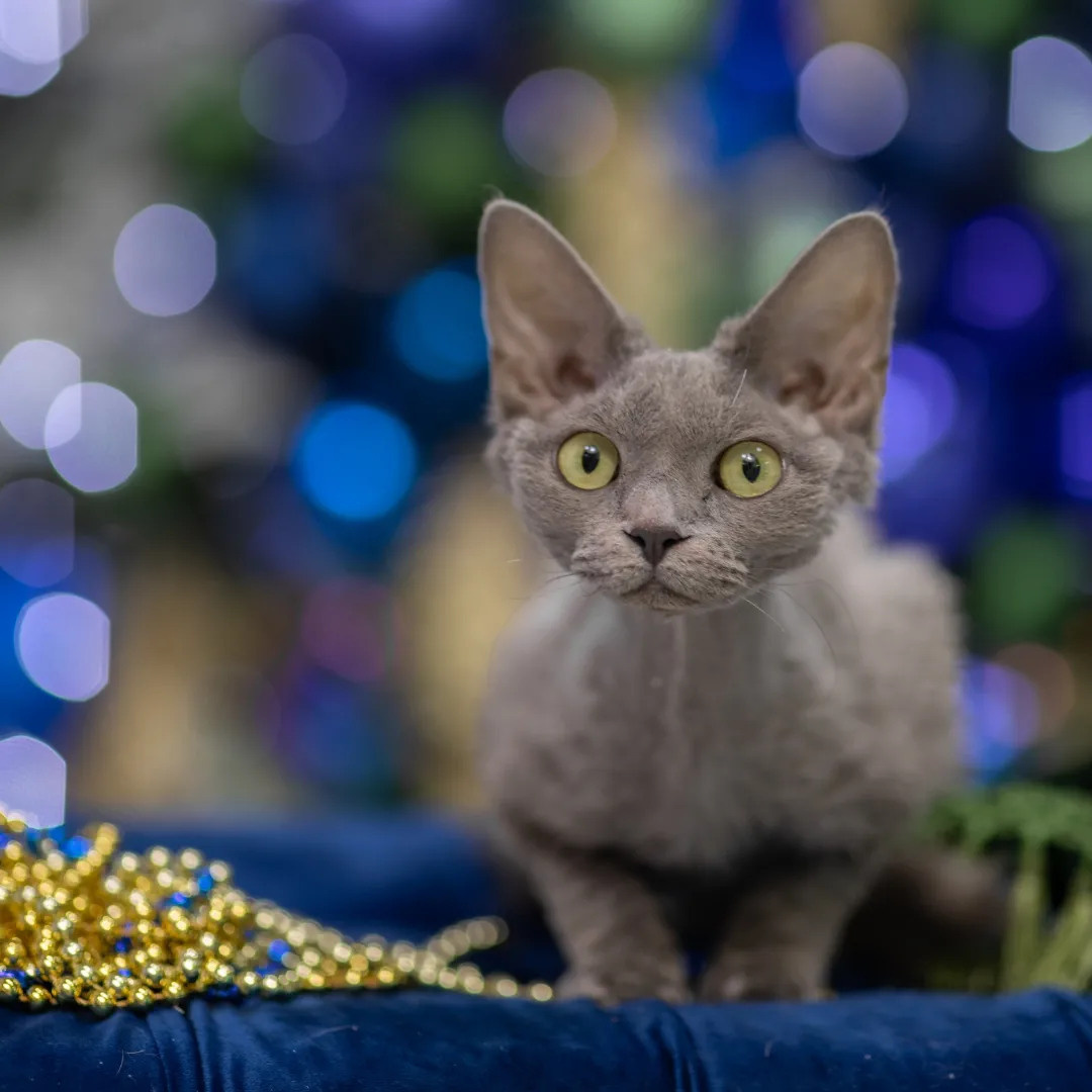 ГРУММ ФОТОСЕС ПРАЙС