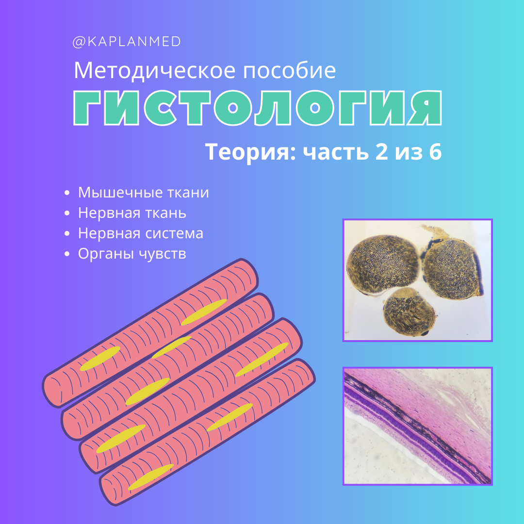 Уникальные материалы по гистологии — карточки и методические пособия. Репетитор по гистологии, патологической анатомии и патофизиологии | KaplanMed