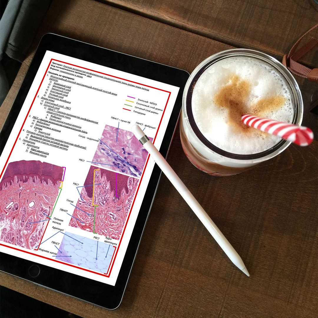 Уникальные материалы по гистологии — карточки и методические пособия. Репетитор по гистологии, патологической анатомии и патофизиологии | KaplanMed