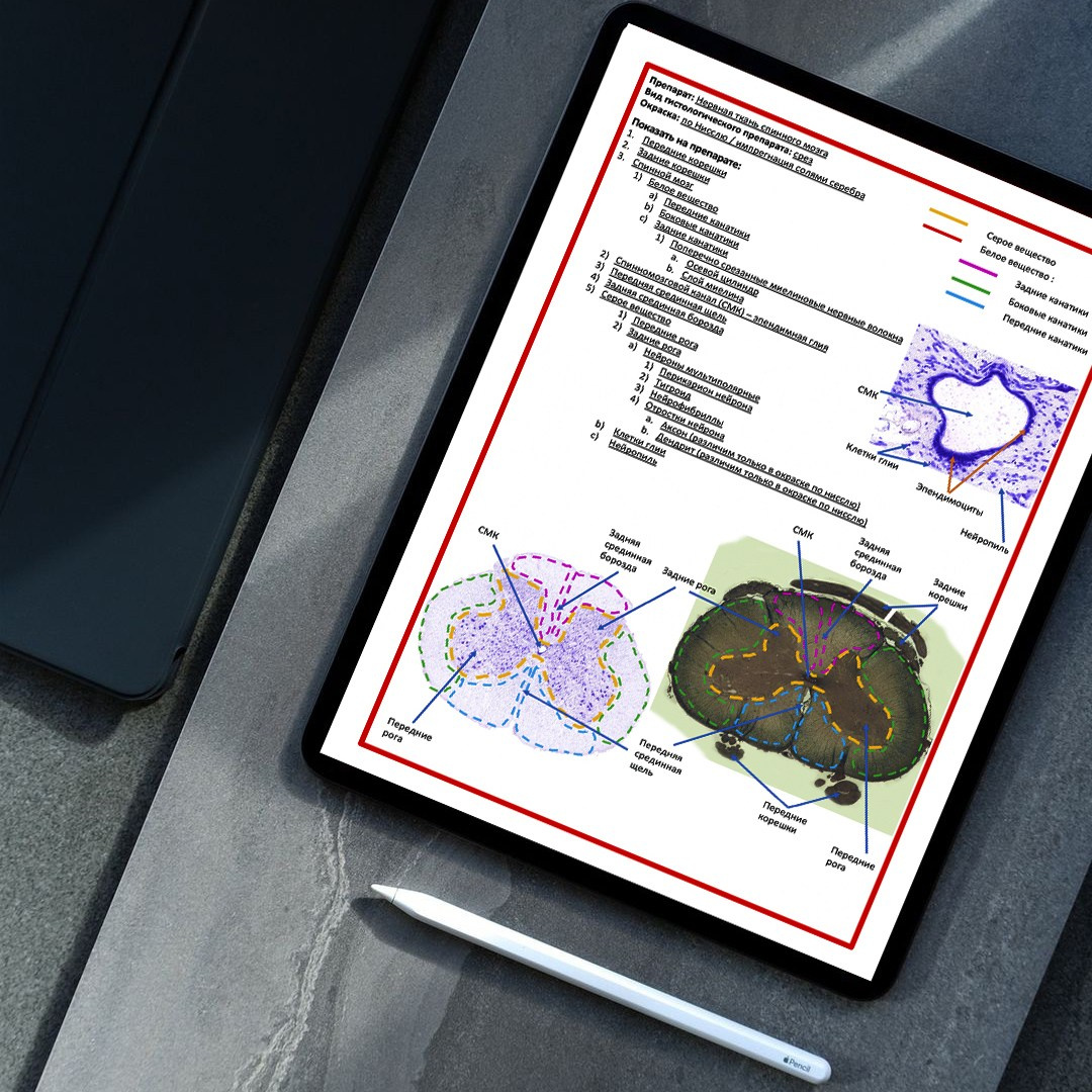 Уникальные материалы по гистологии — карточки и методические пособия. Репетитор по гистологии, патологической анатомии и патофизиологии | KaplanMed