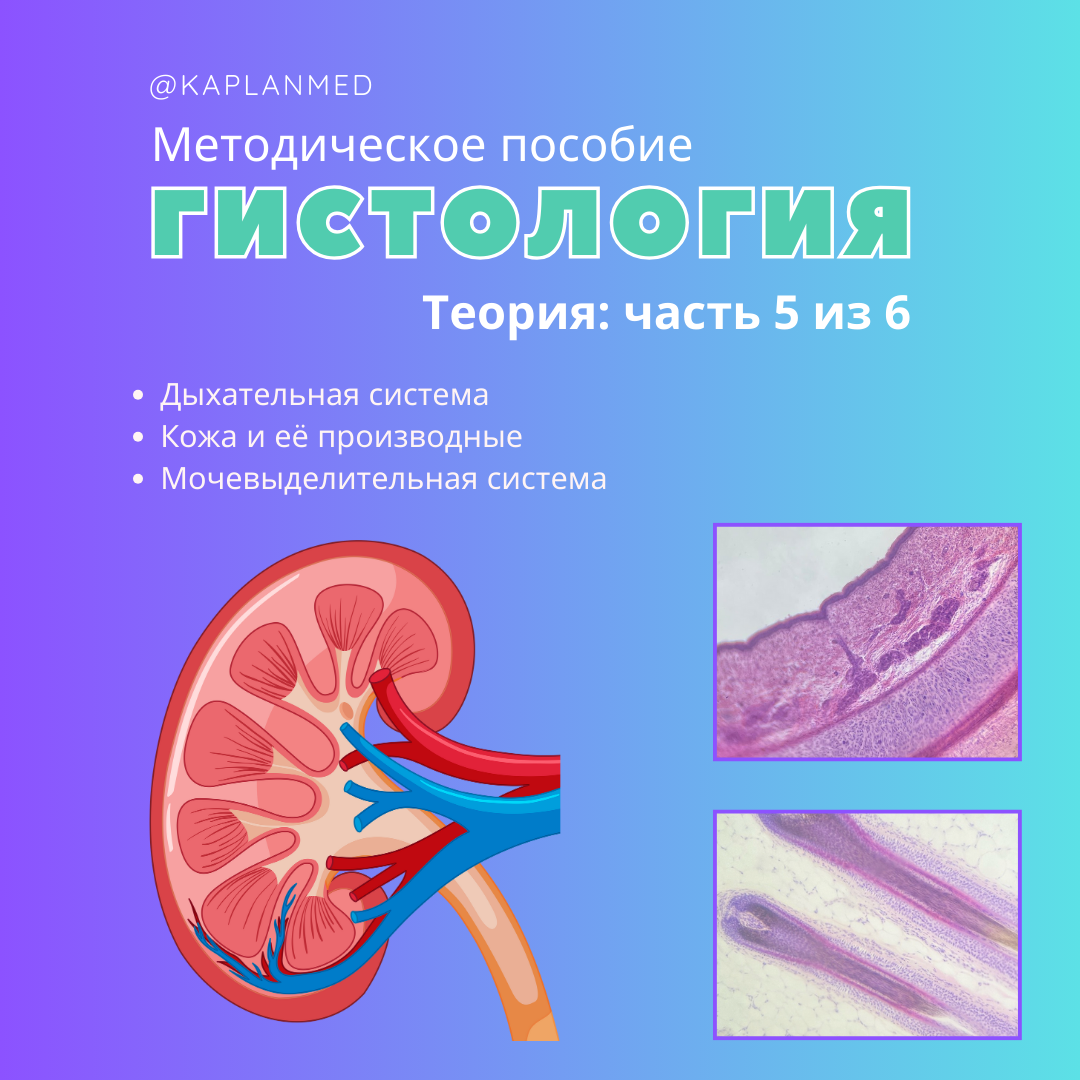 Уникальные материалы по гистологии — карточки и методические пособия. Репетитор по гистологии, патологической анатомии и патофизиологии | KaplanMed