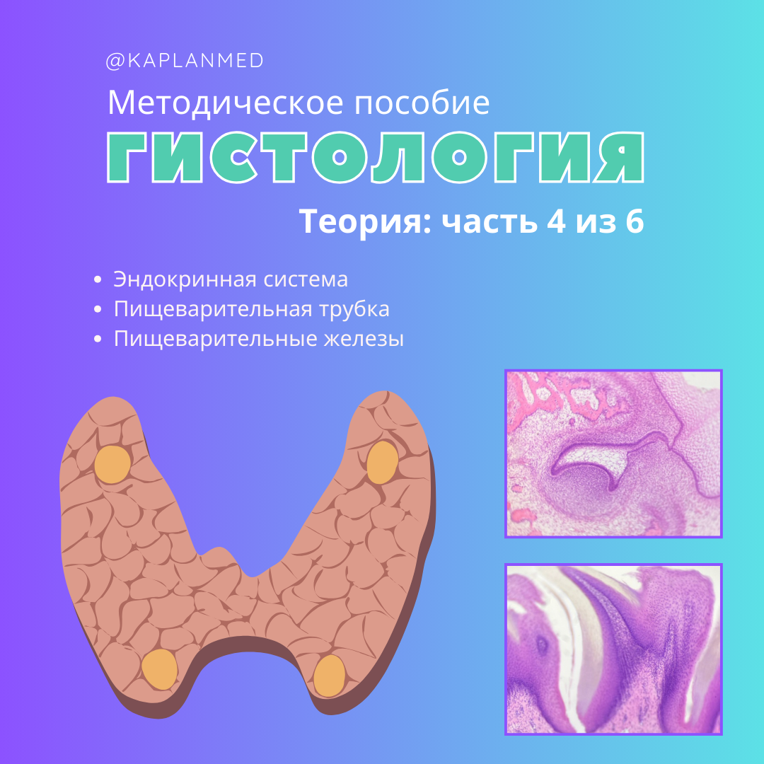 Уникальные материалы по гистологии — карточки и методические пособия. Репетитор по гистологии, патологической анатомии и патофизиологии | KaplanMed