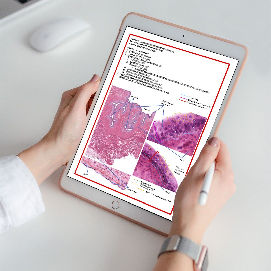 Уникальные материалы по гистологии — карточки и методические пособия. Репетитор по гистологии, патологической анатомии и патофизиологии | KaplanMed