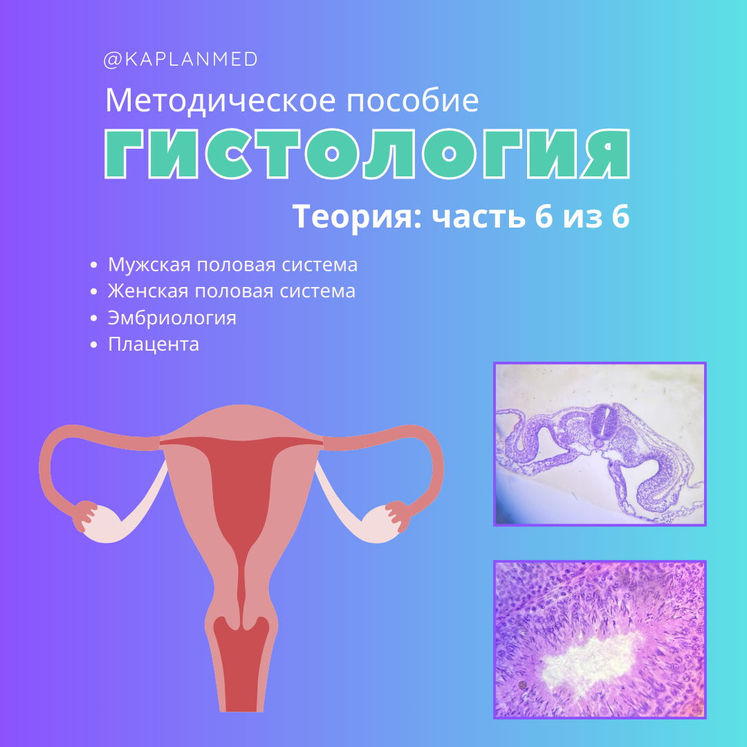 Уникальные материалы по гистологии — карточки и методические пособия. Репетитор по гистологии, патологической анатомии и патофизиологии | KaplanMed
