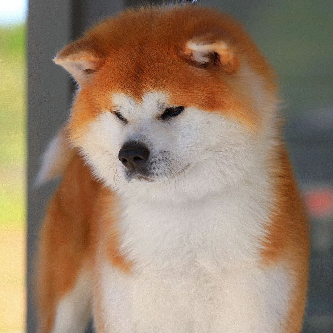 Breeding Plans. Kennel Akita inu