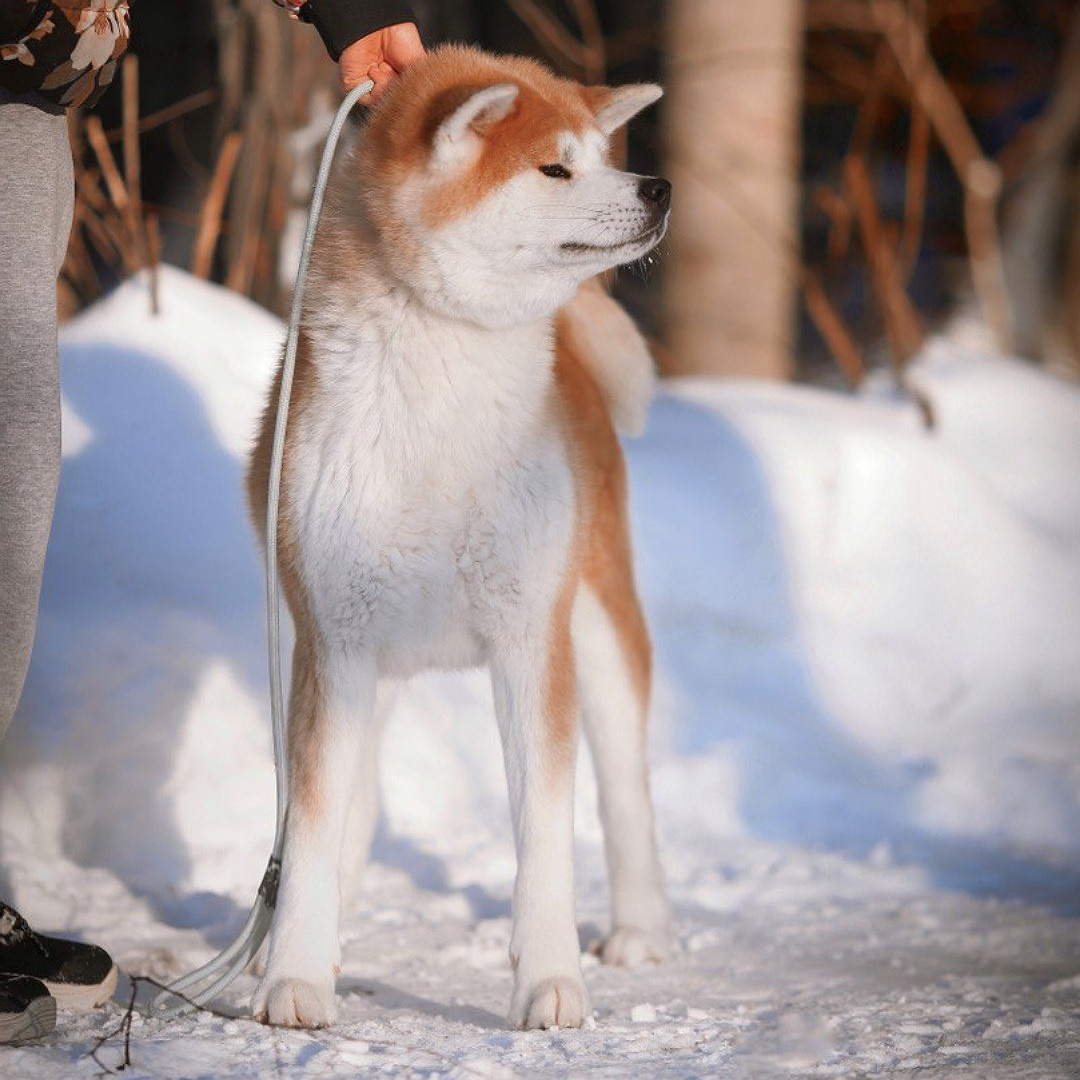 Breeding Plans. Kennel Akita inu