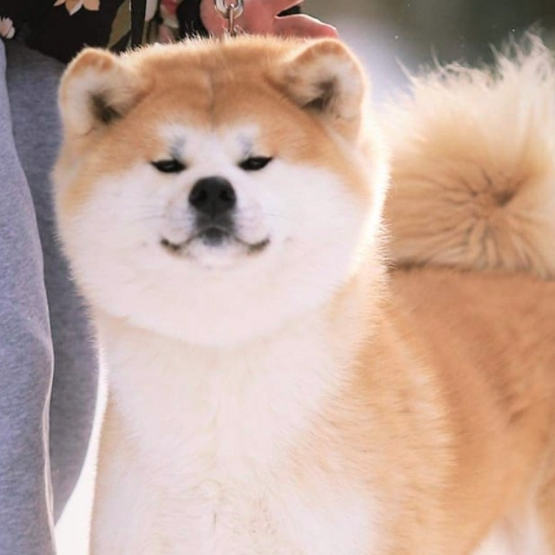 Breeding Plans. Kennel Akita inu