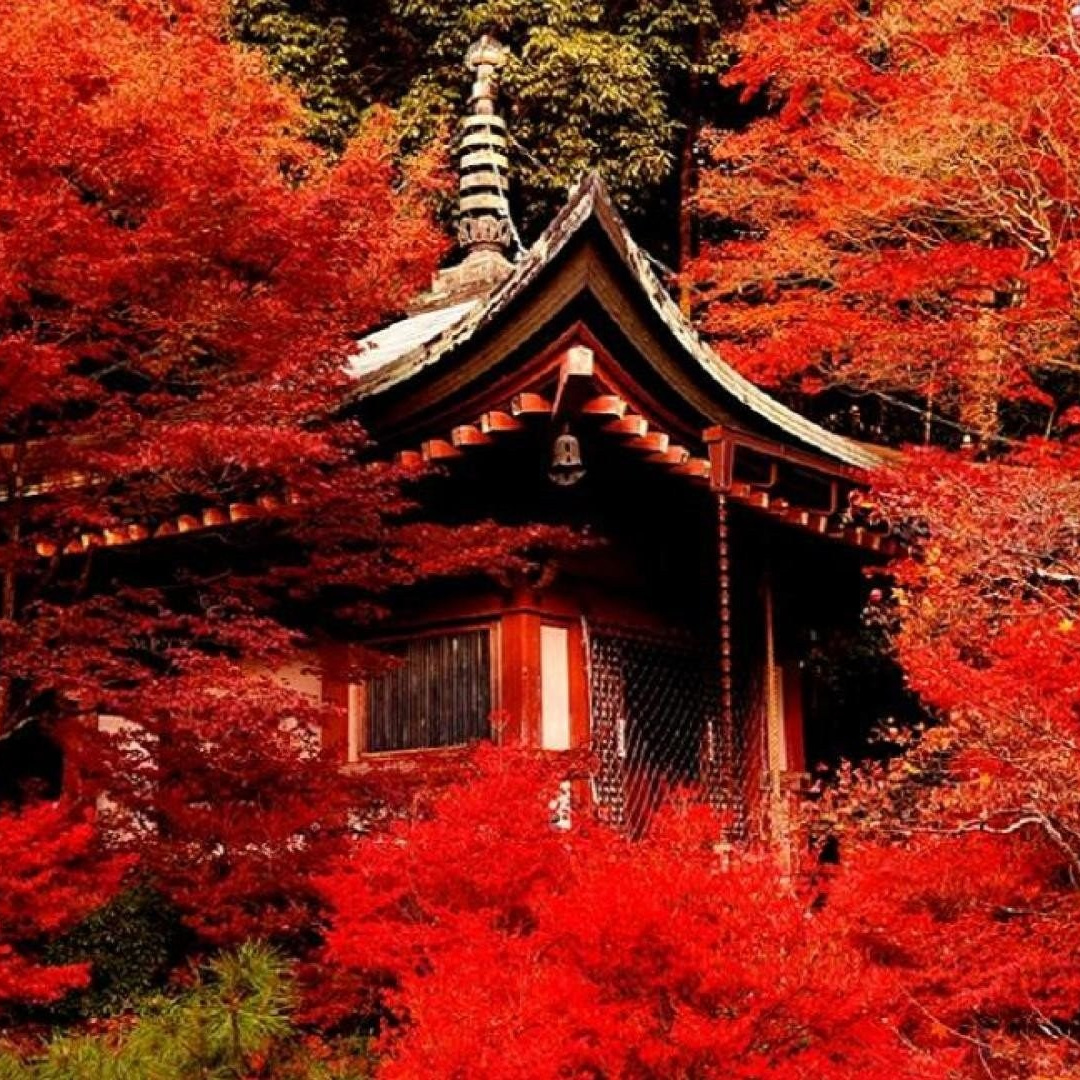 Круиз По Японии. Путешествуем вместе