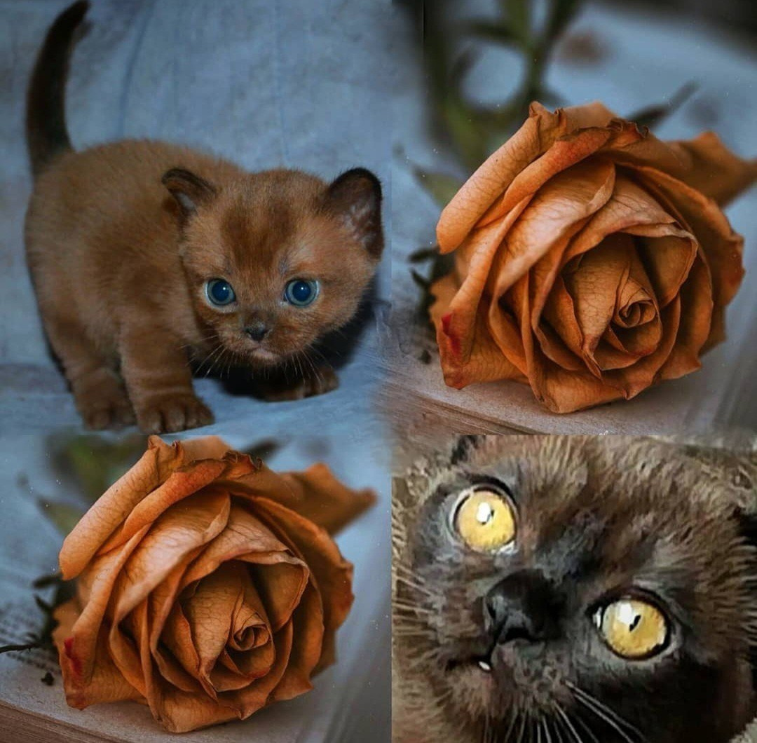 Котёнок американской бурмы. Las Burmas — питомник американской бурмы традиционных линий