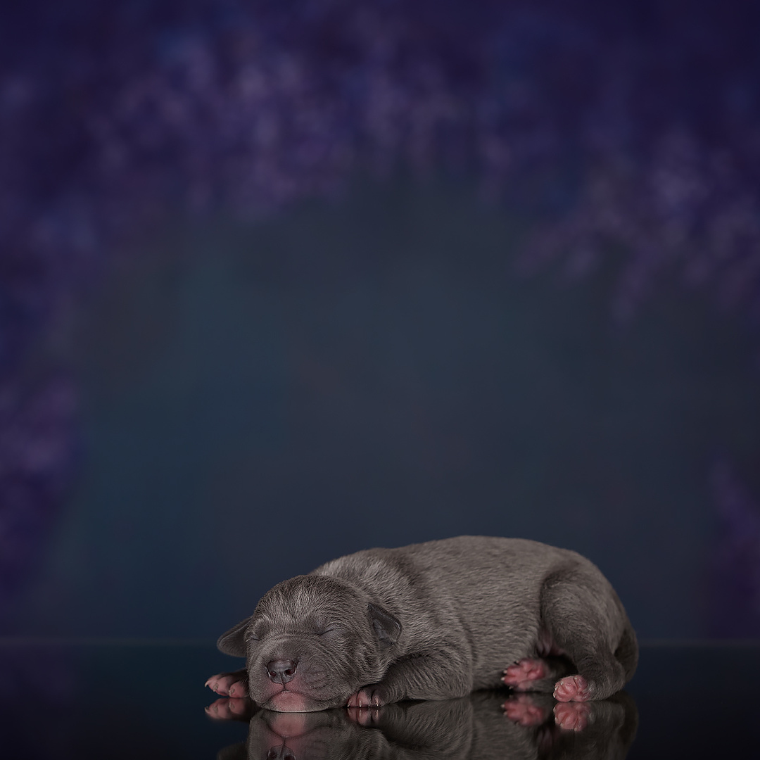 В каком возрасте фотографировать. ФОТОГРАФ-АНИМАЛИСТ l LANA POLYAKOVA