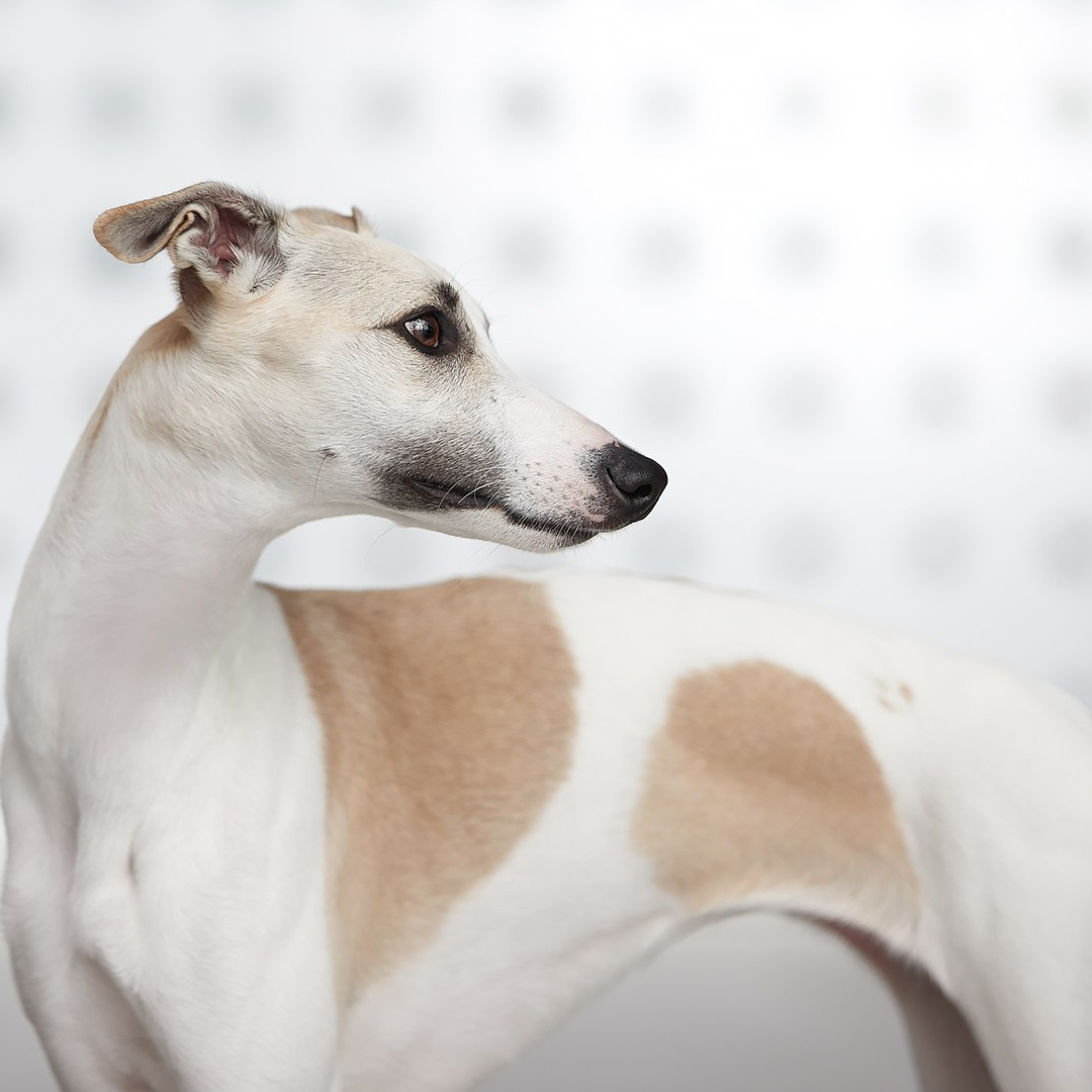 Контакты. Центр развития кинологии Звезда Невы