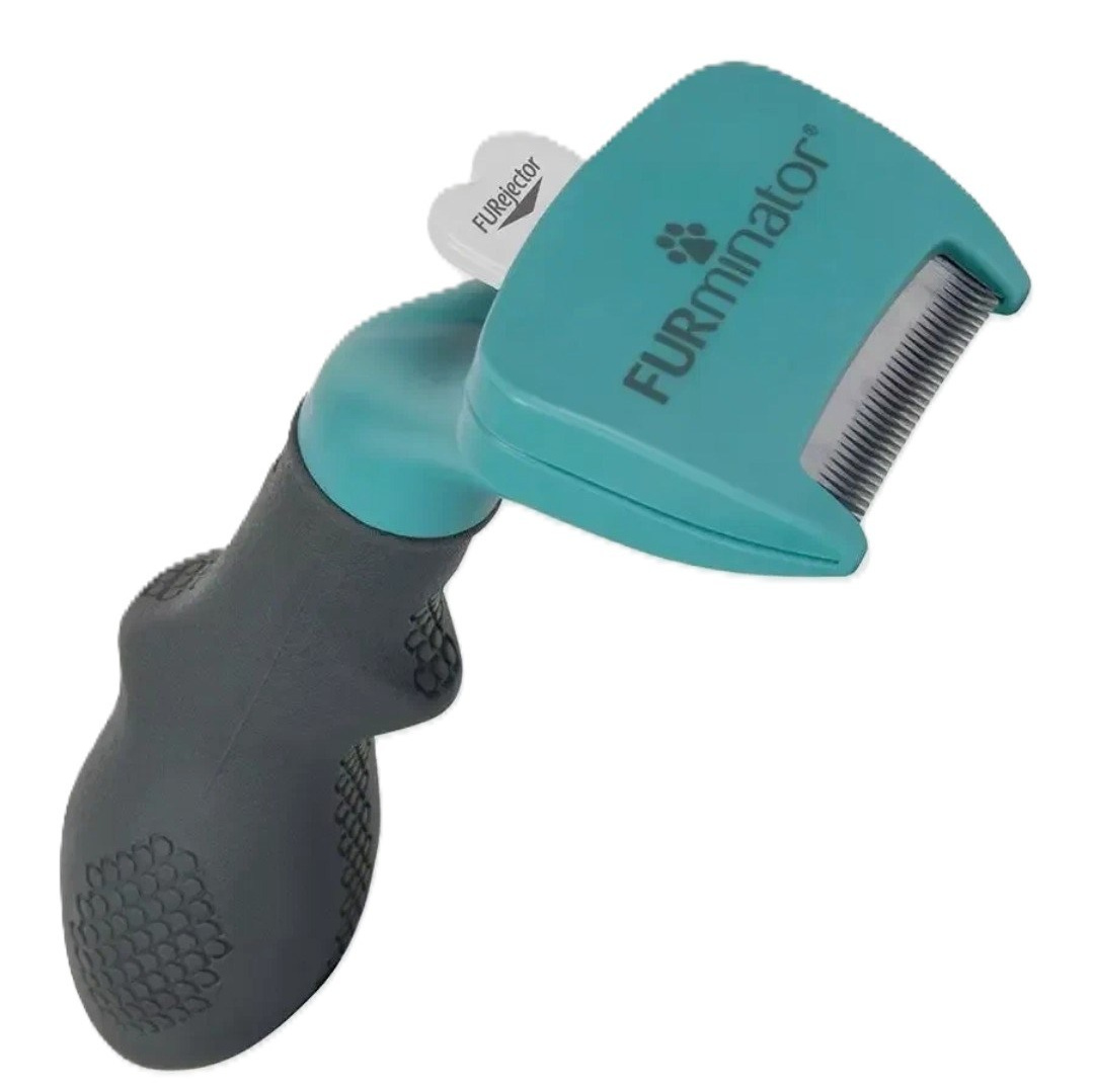 Котёнок американской бурмы. Las Burmas — питомник американской бурмы традиционных линий