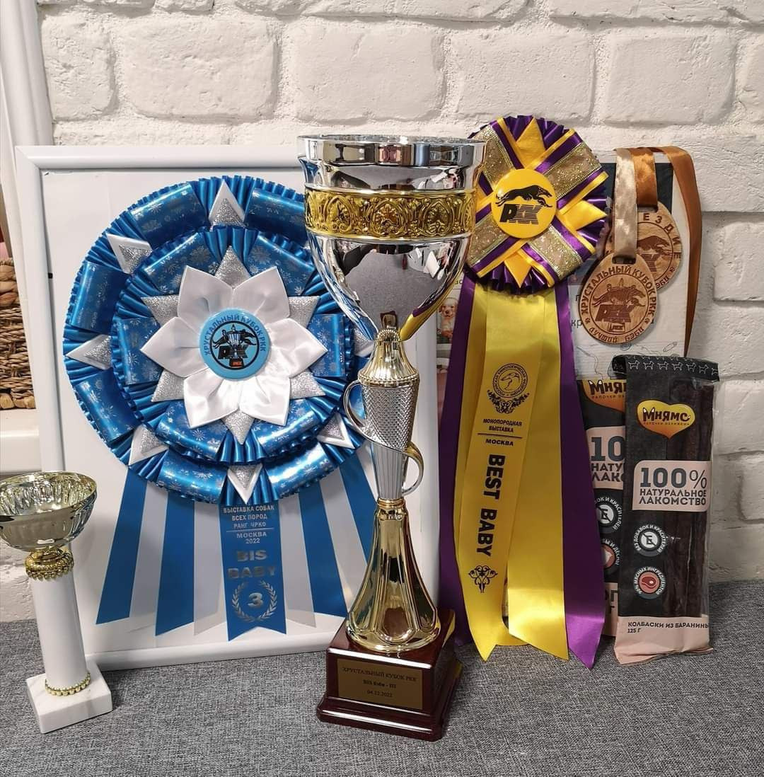 Новости питомника собак. Питомник собак породы вест хайленд вайт терьер в Москве