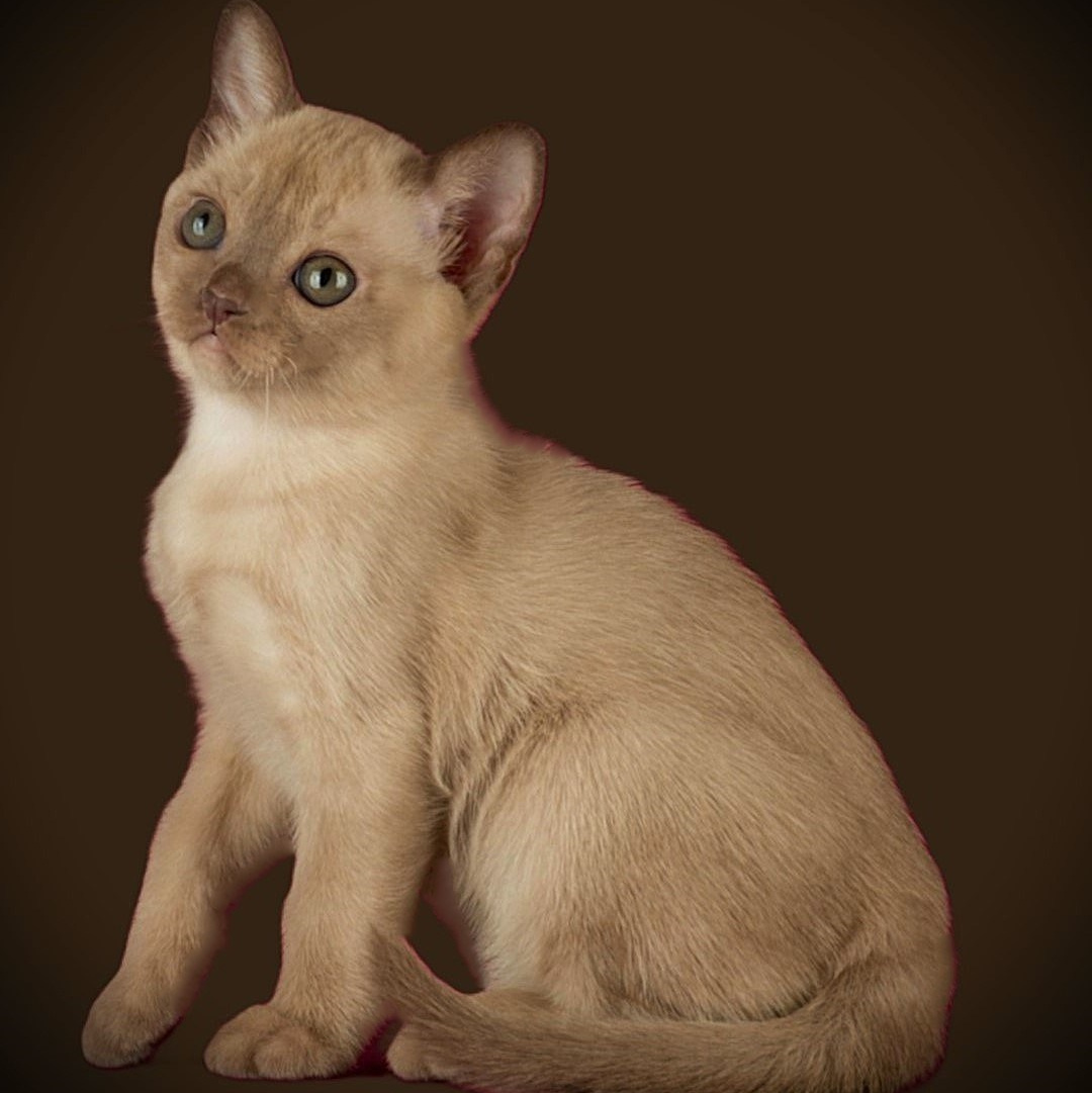 СЕЙЧАС СВОБОДНЫХ КОТЯТ НЕТ. Las Burmas — питомник американской бурмы традиционных линий