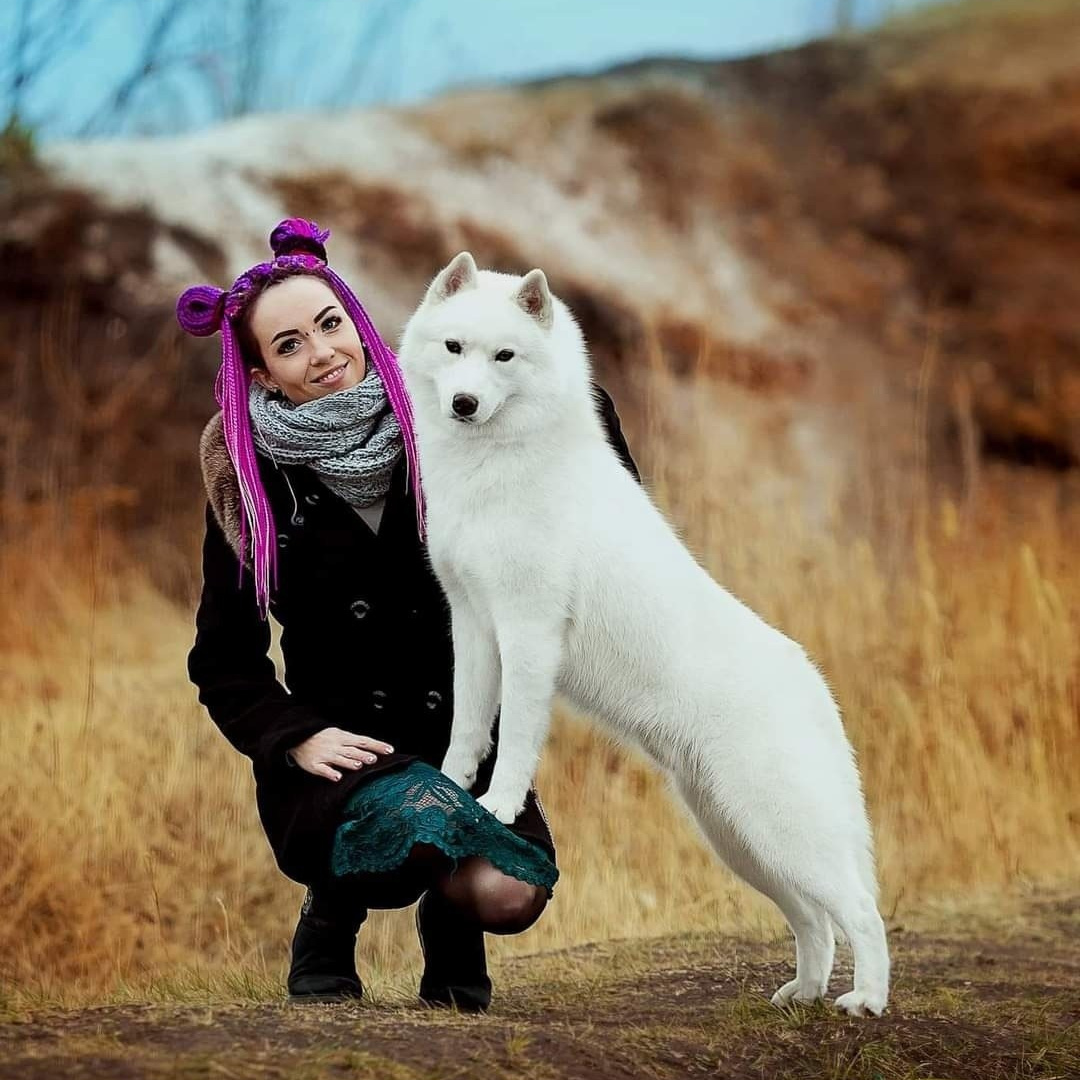 НАШИ ВЫПУСКНИКИ, собаки нашего разведения. Питомник собак Акита, Хаски, Корги