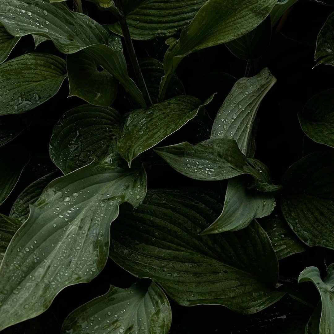 Подарочный сертификат. Aniqiina