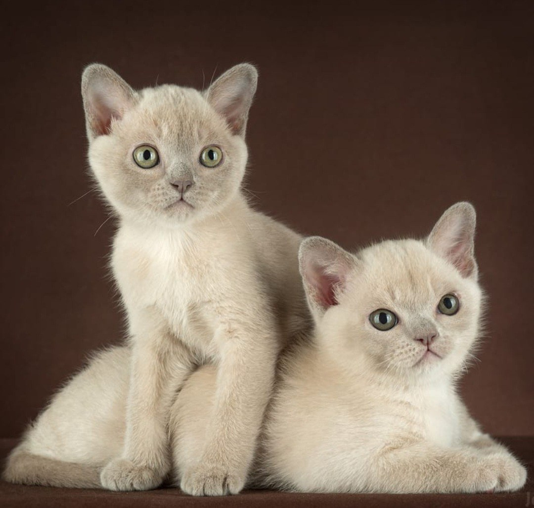 Котёнок американской бурмы. Las Burmas — питомник американской бурмы традиционных линий