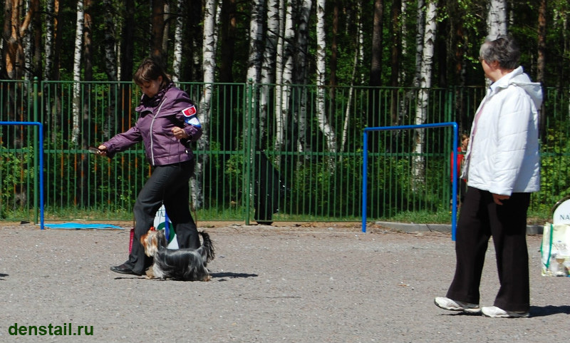 2011-2012 г Результаты выставок. Питомник Йоркширских терьеров Дэнстайл в Санкт-Петербурге заводчик Тих