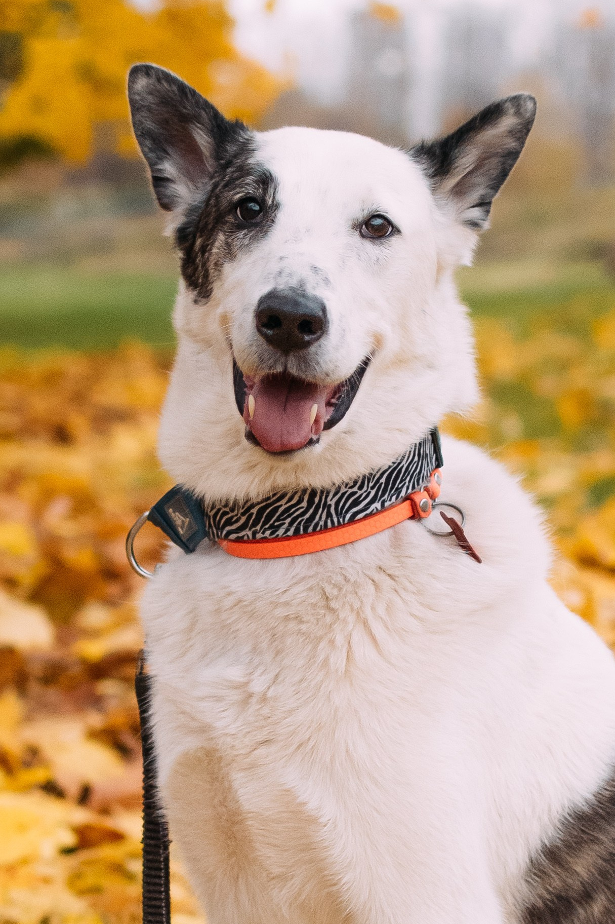 Животные на пристройство. Фотограф-анималист Валерия, Москва, Мытищи