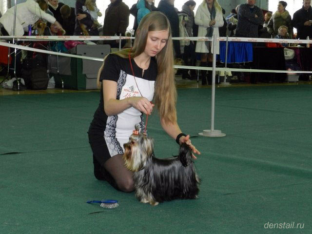 2011-2012 г Результаты выставок. Питомник Йоркширских терьеров Дэнстайл в Санкт-Петербурге заводчик Тих