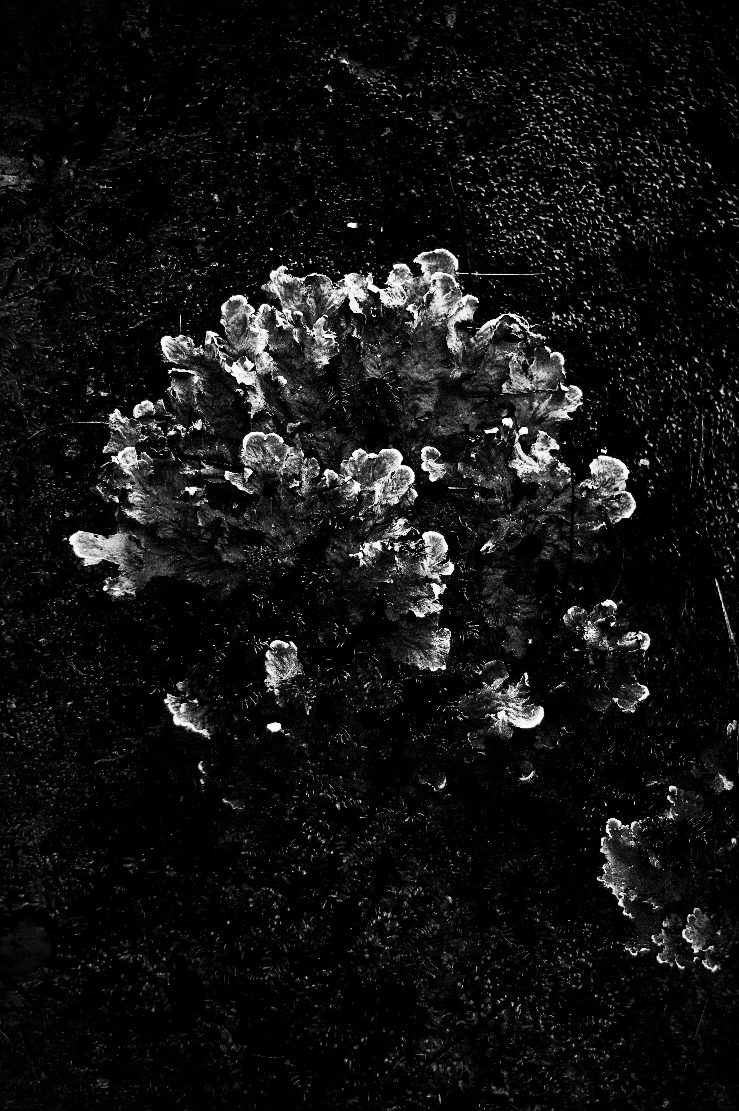 Работы, сделанные в Арт-резиденции «Красноярские столбы». Арт-фотография, терапевтическая фотография в Москве. Фотограф Анна Ермолова