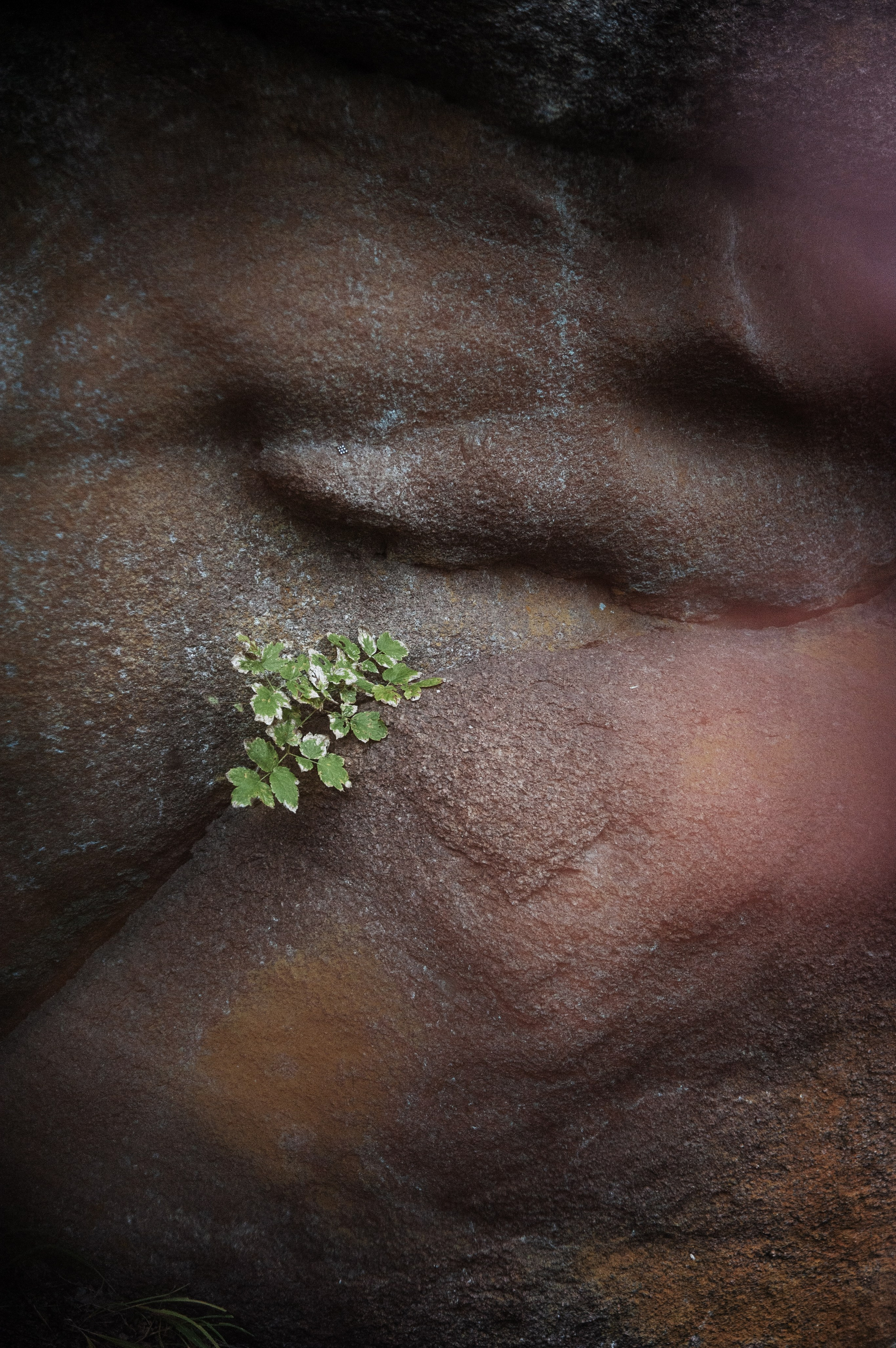 Работы, сделанные в Арт-резиденции «Красноярские столбы». Арт-фотография, терапевтическая фотография в Москве. Фотограф Анна Ермолова
