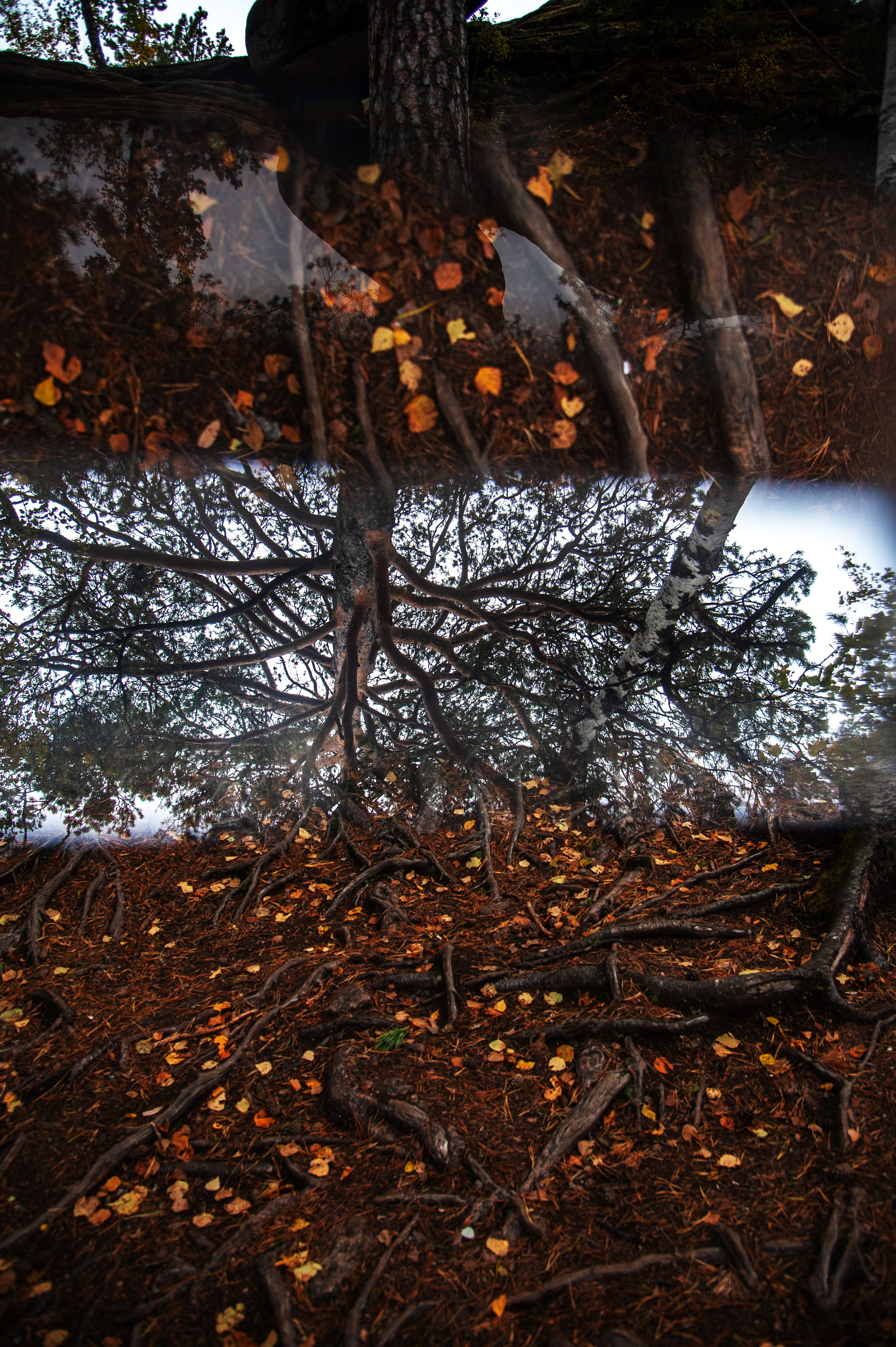 Работы, сделанные в Арт-резиденции «Красноярские столбы». Арт-фотография, терапевтическая фотография в Москве. Фотограф Анна Ермолова