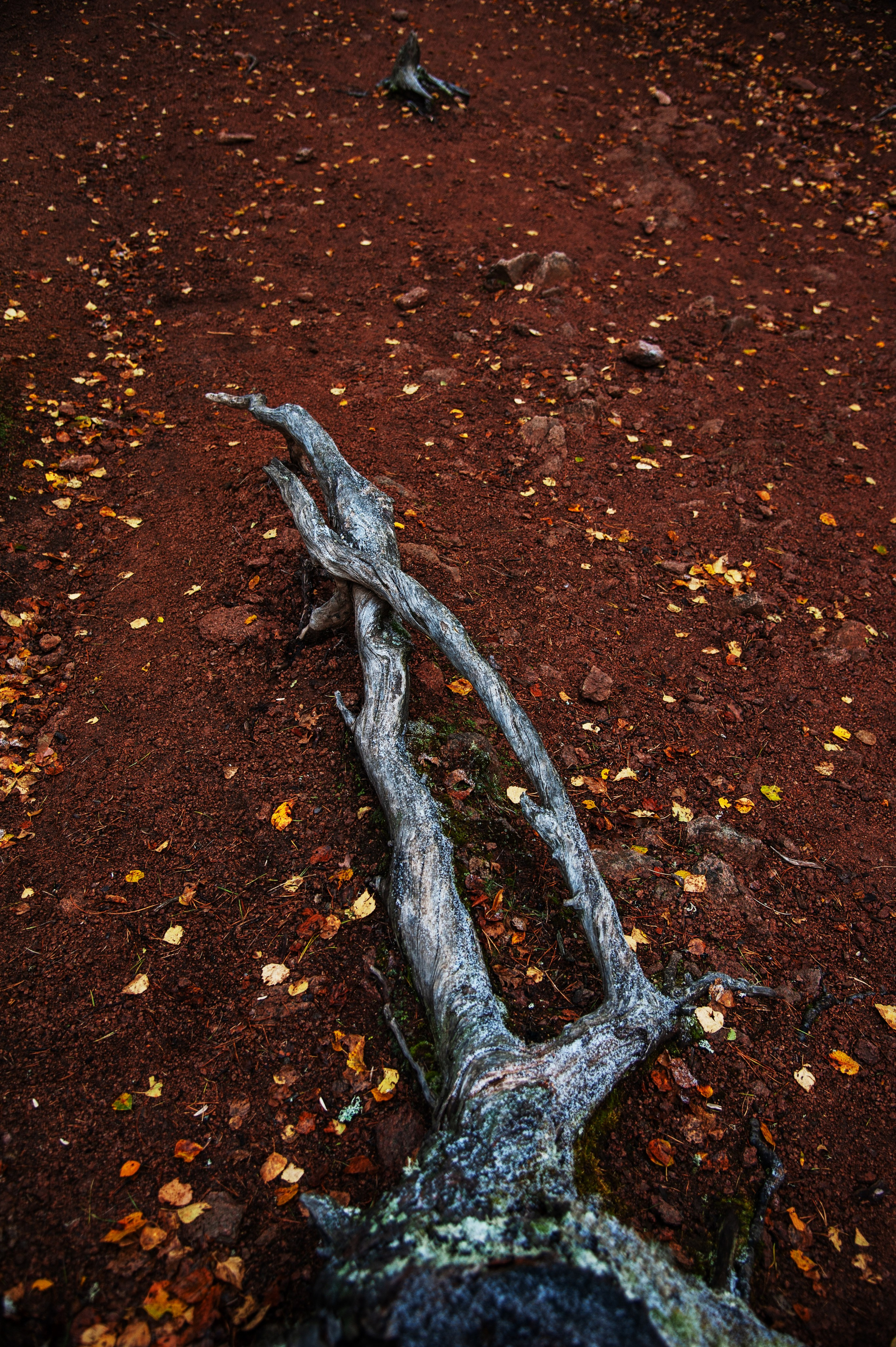 Работы, сделанные в Арт-резиденции «Красноярские столбы». Арт-фотография, терапевтическая фотография в Москве. Фотограф Анна Ермолова