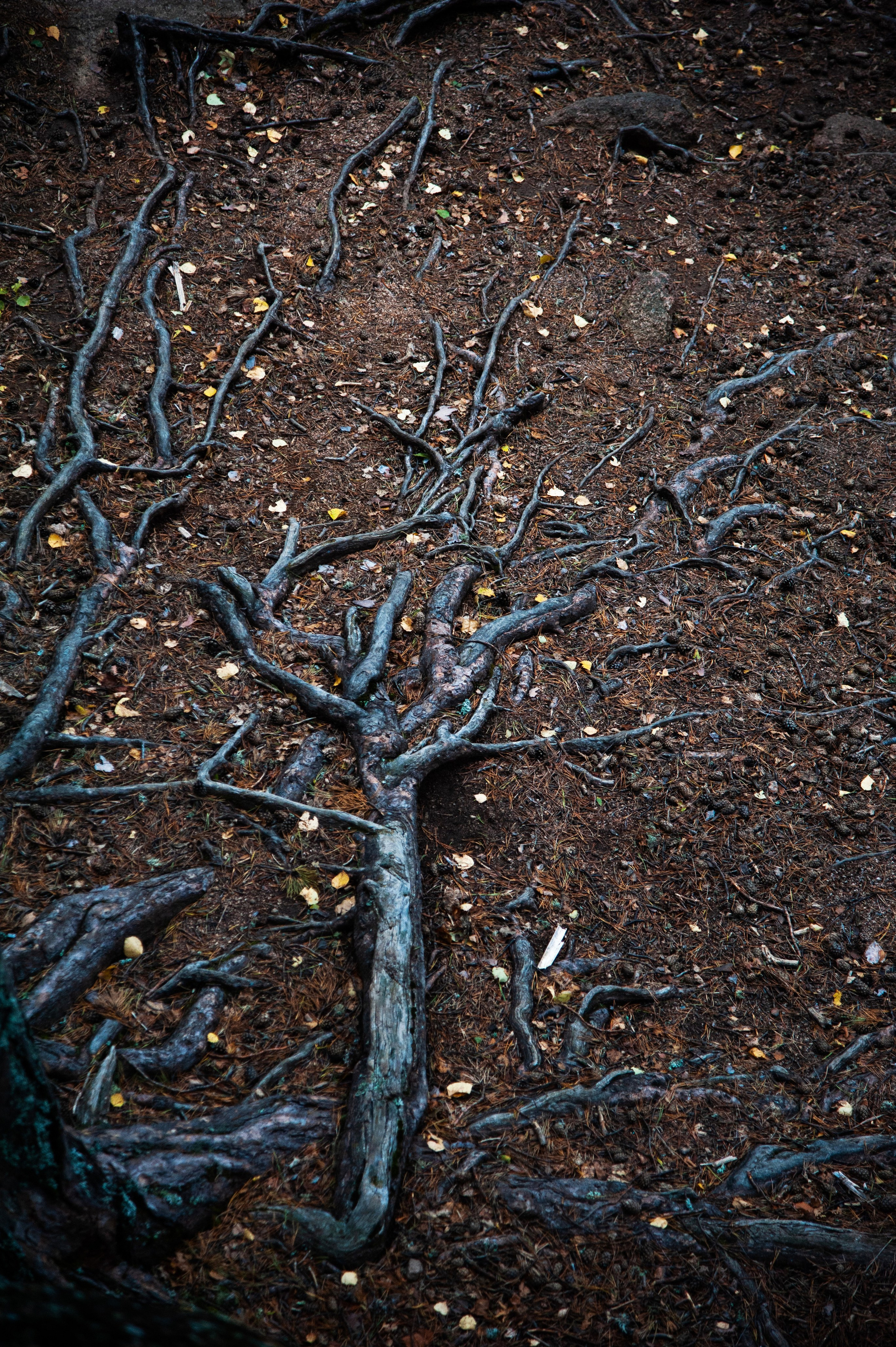 Работы, сделанные в Арт-резиденции «Красноярские столбы». Арт-фотография, терапевтическая фотография в Москве. Фотограф Анна Ермолова