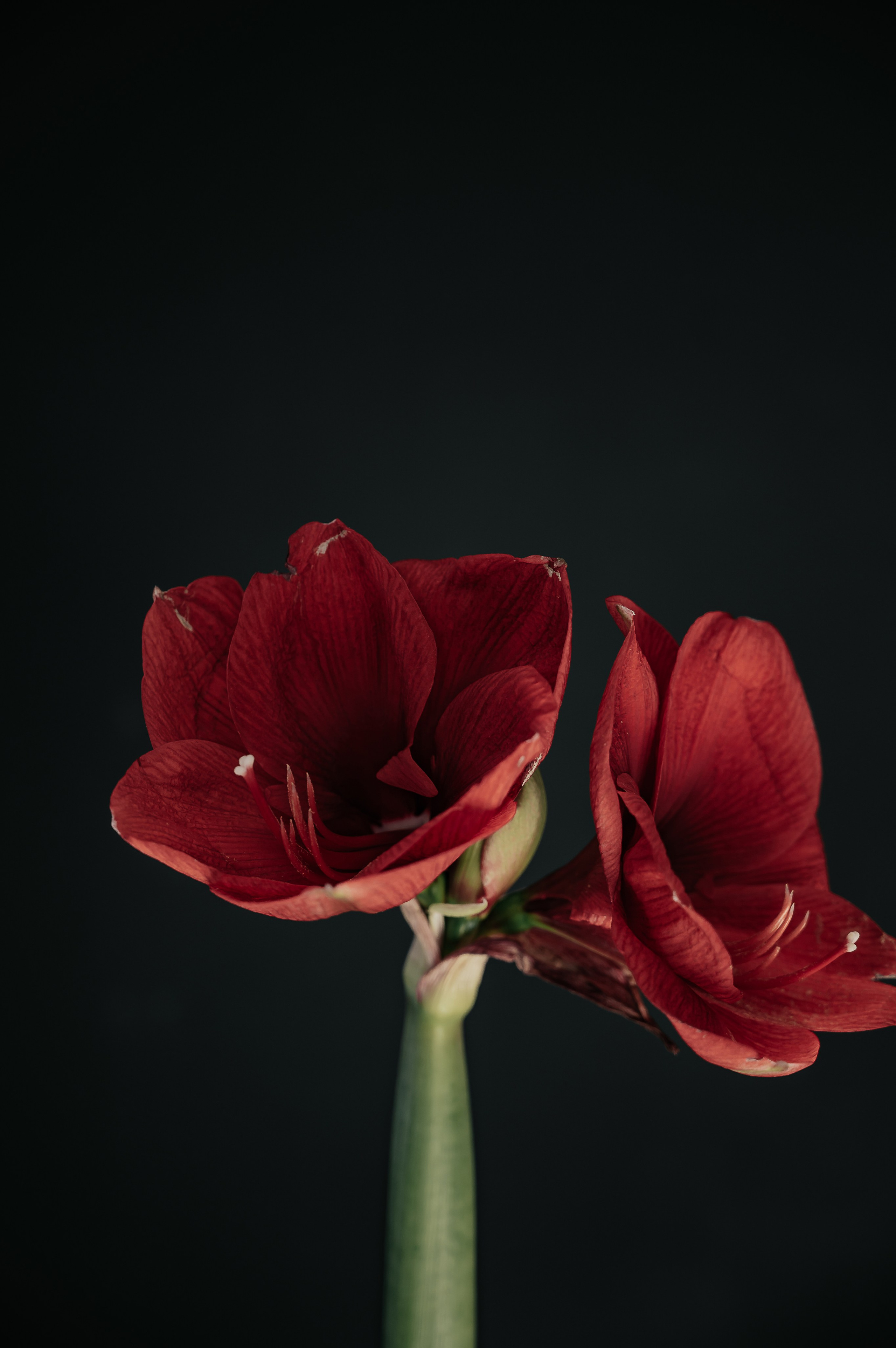 Фотостудия Чита. Та самая фотостудия Чита