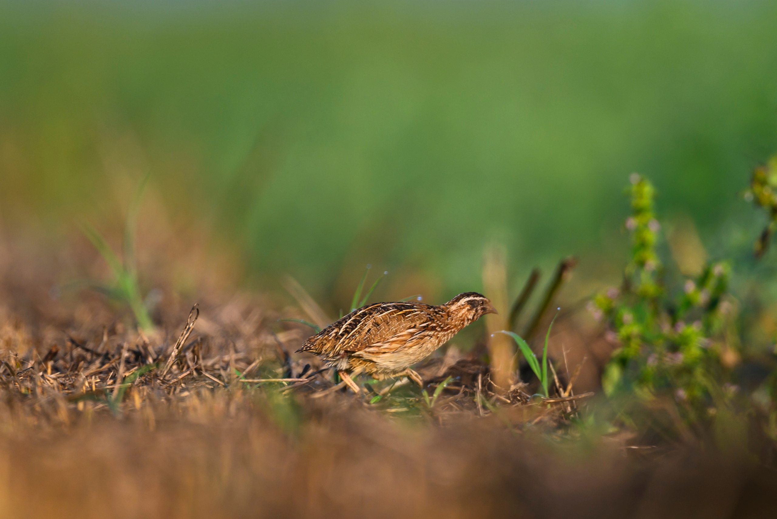 Перепела XI. Фотограф Сергей Пупонин