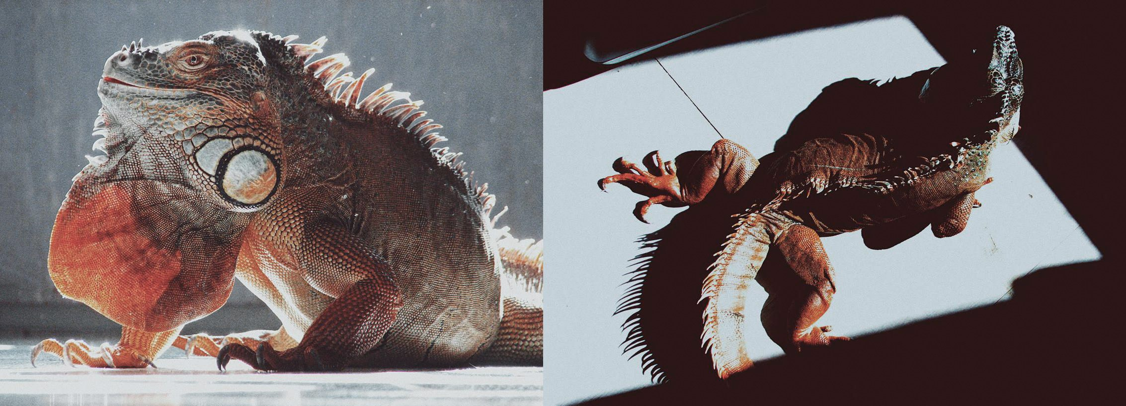 ХРОНИКИ ХРОНОСА