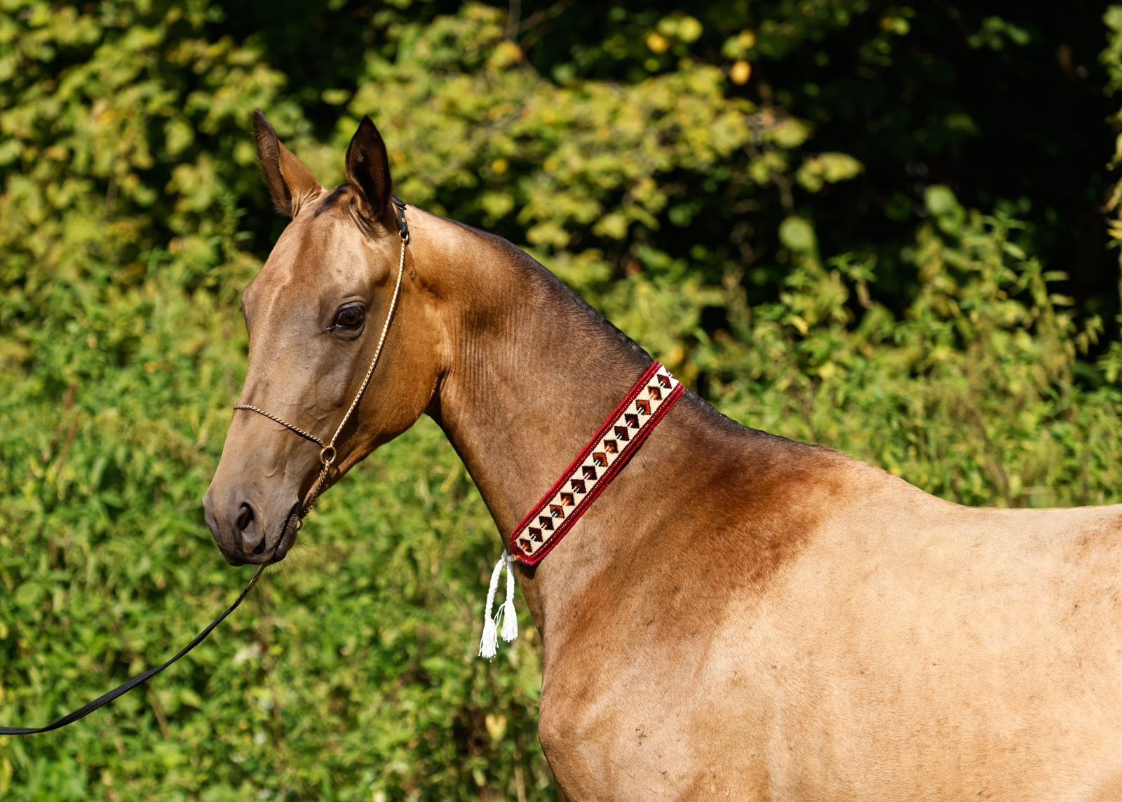 Кобылы. Продажа ахалтекинских и полукровных лошадей