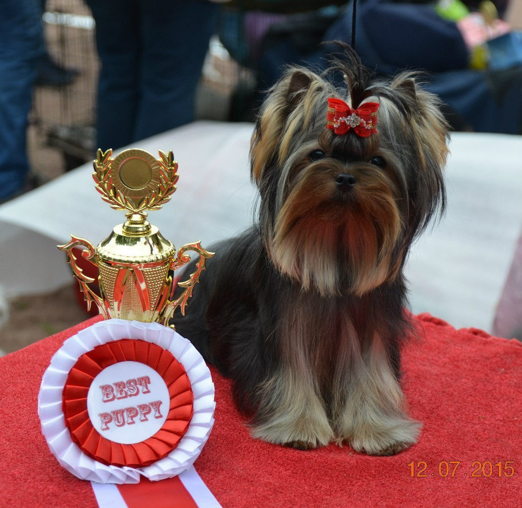 2015 г Результаты выставок. Питомник Йоркширских терьеров Дэнстайл в Санкт-Петербурге заводчик Тих