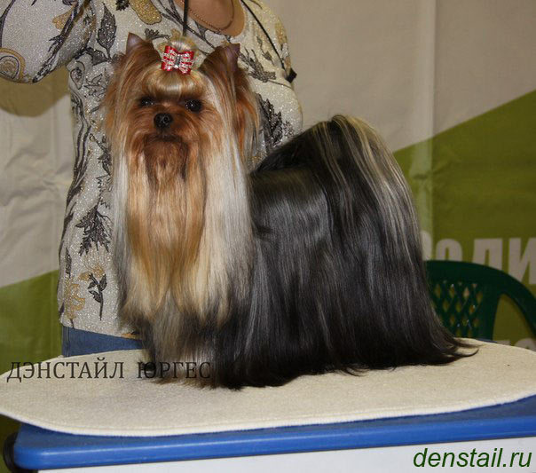 2014 г Результаты выставок. Питомник Йоркширских терьеров Дэнстайл в Санкт-Петербурге заводчик Тих