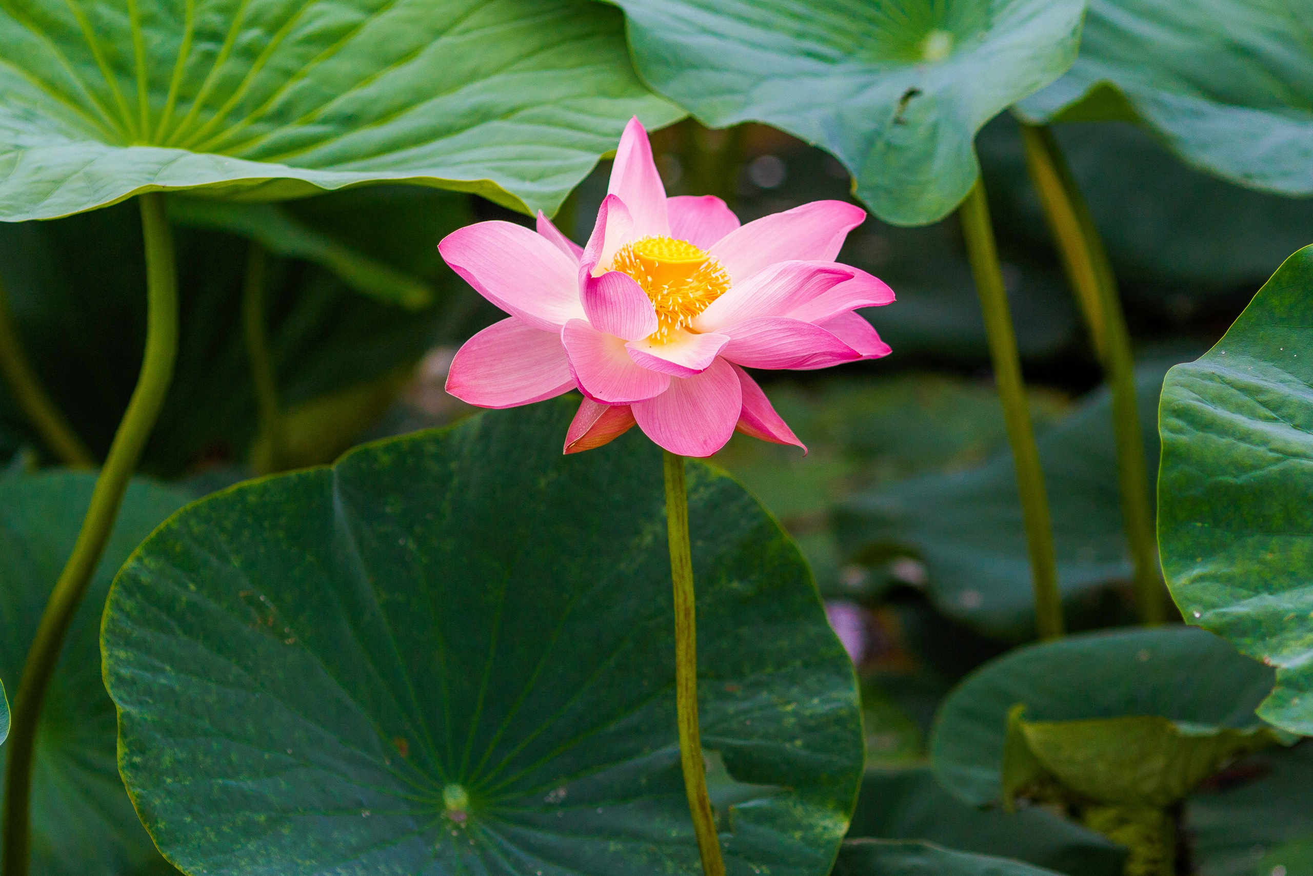Лотос Комарова. Репортажный фотограф Александр Хитров