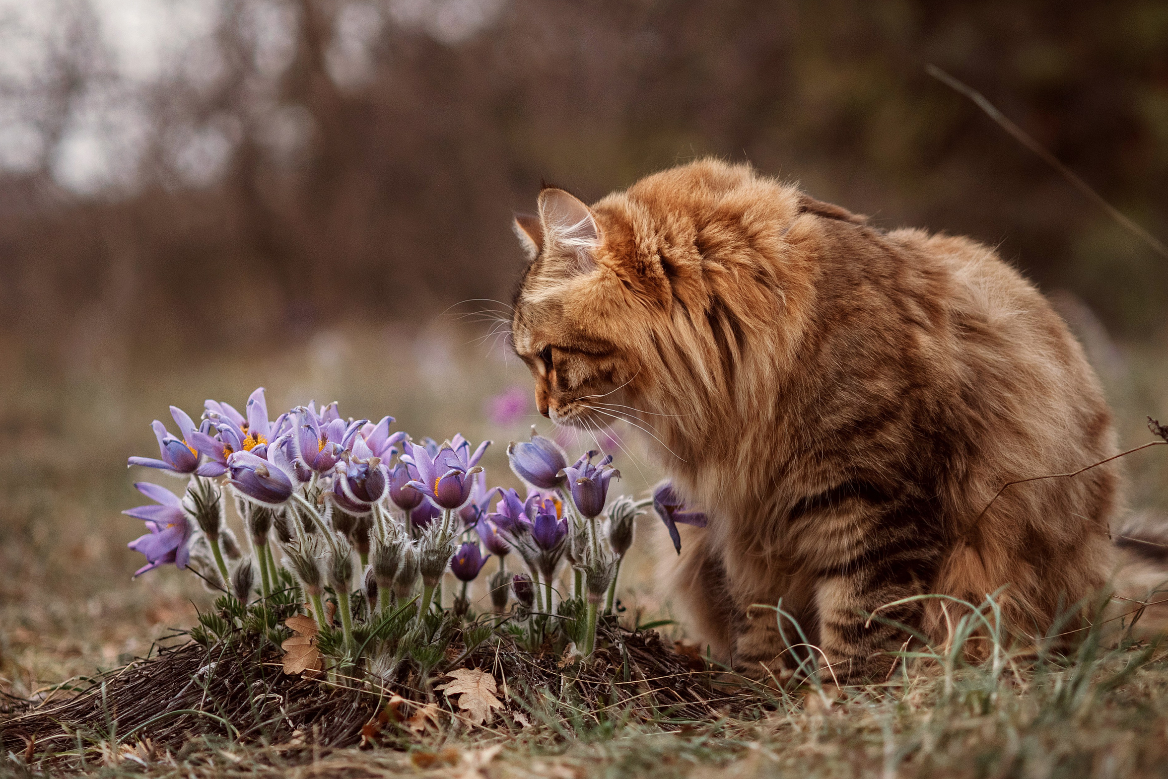Вопросы/ответы. Фотограф-анималист в Крыму Маковеева Ольга
