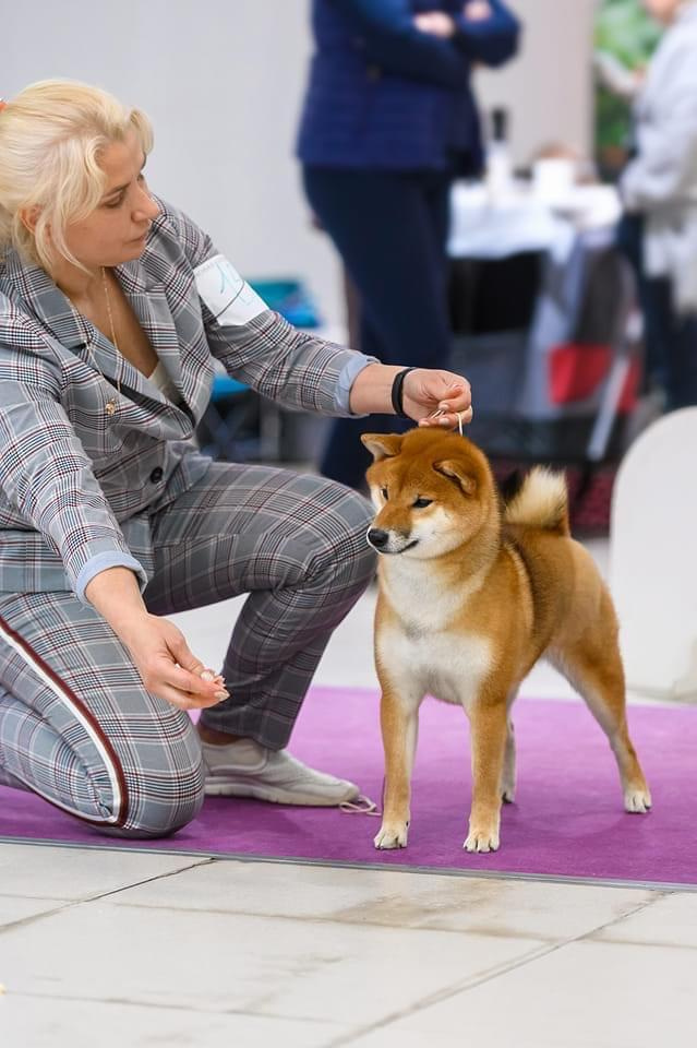 2022. SHIOMARU Shiba and Akita Inu Kennel